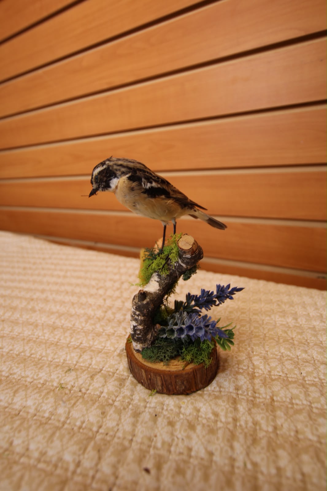 JTVBJ215 - Exquisite Taxidermy Whinchat