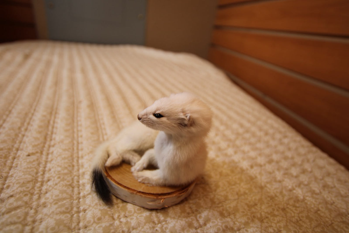 FHWEAS009 - Winter White Ermine (Short-Tailed Weasel) Taxidermy Mount