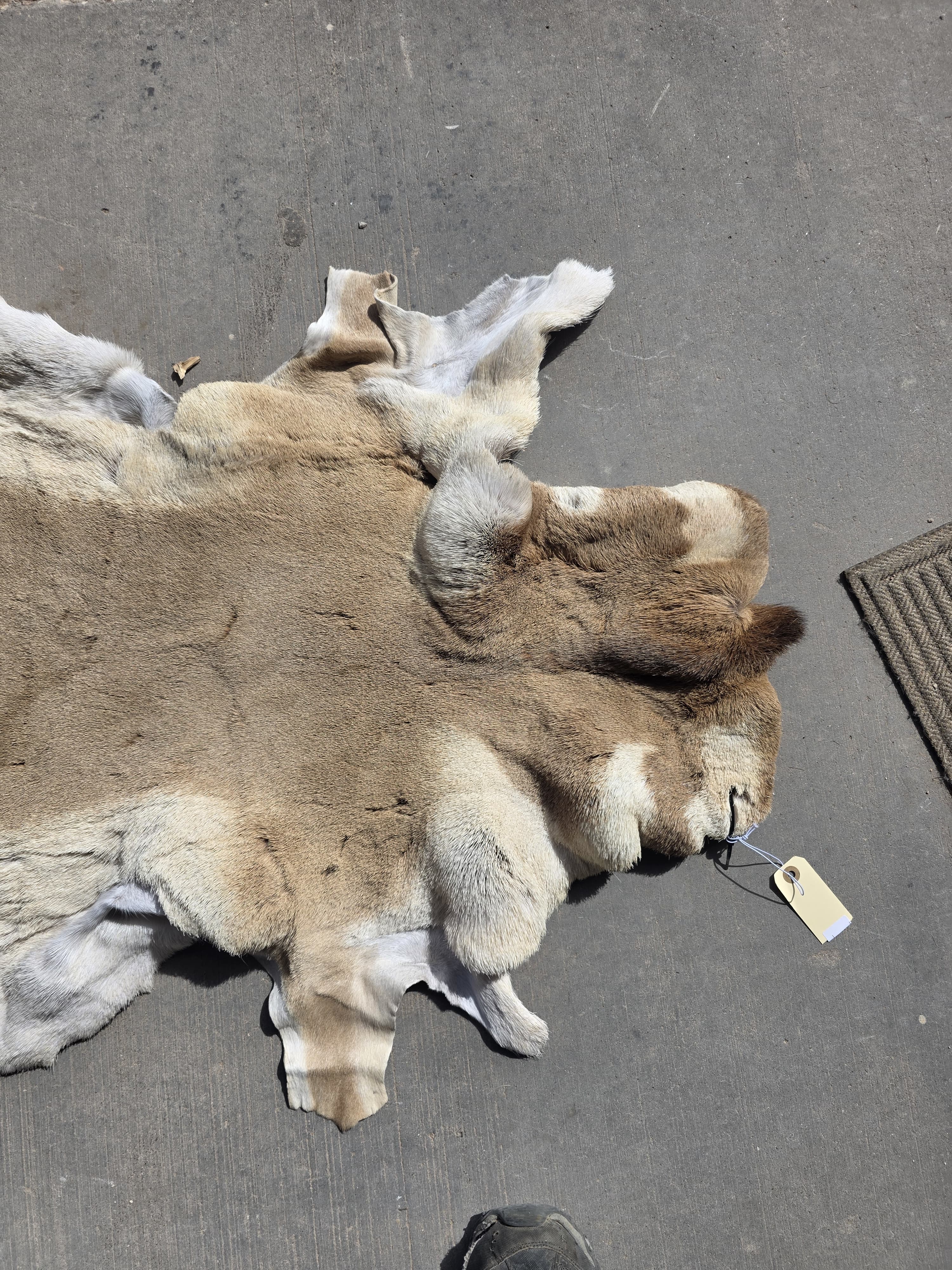 FHRAN90 - Natural Pronghorn Antelope Hide / Fur – 43” x 27”