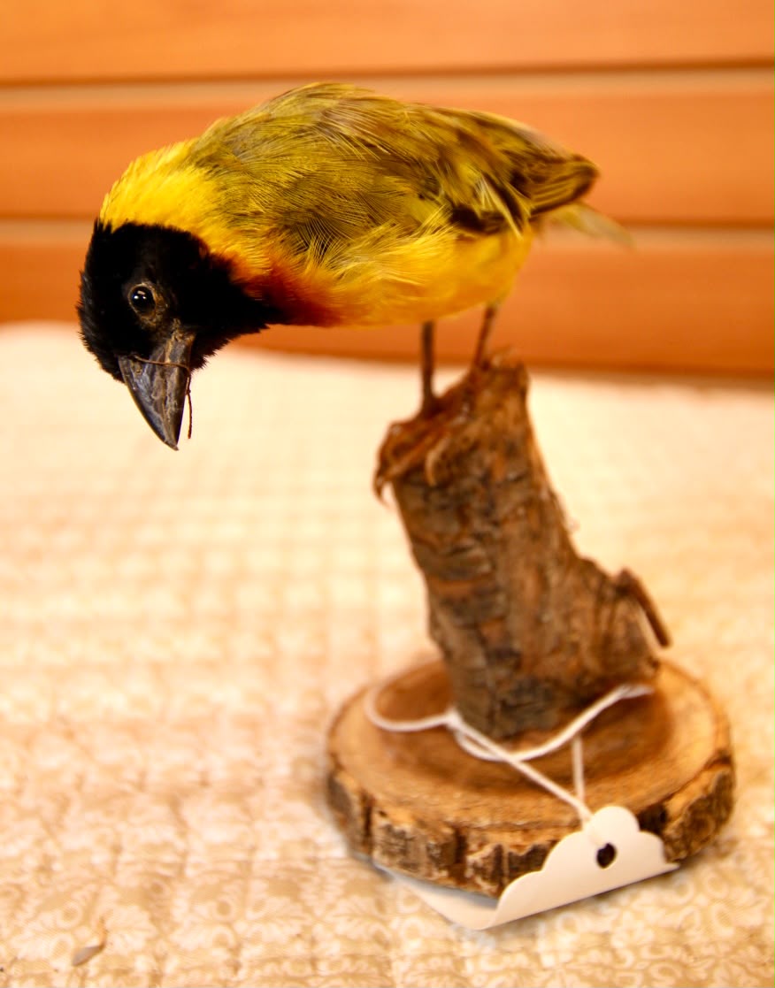 FHSP137 - Exquisite Taxidermy Black-Headed Weaver