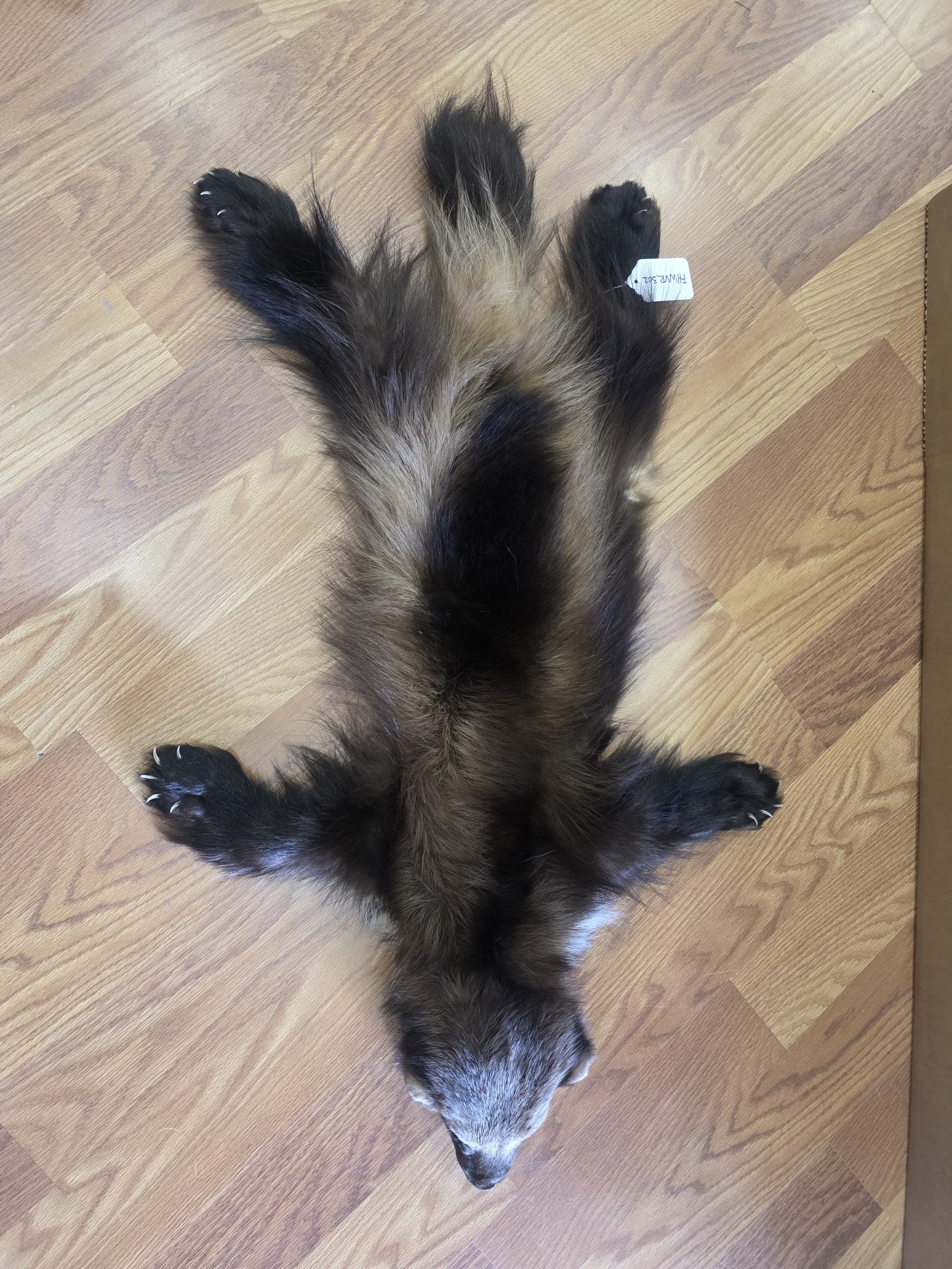 Fhwvr302 - Wolverine Rug with Head | Authentic Wildlife Display
