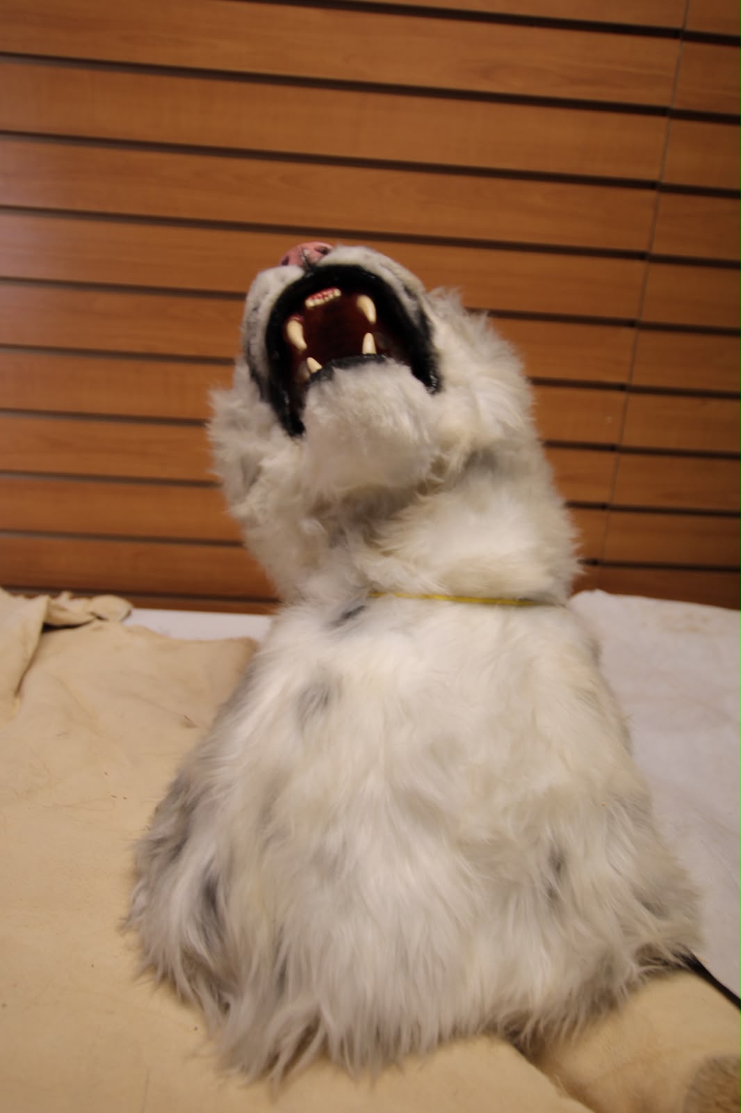 FHRBC07 -reproduction Taxidermy Siberian Gray Wolf Head Mount with Open Mouth