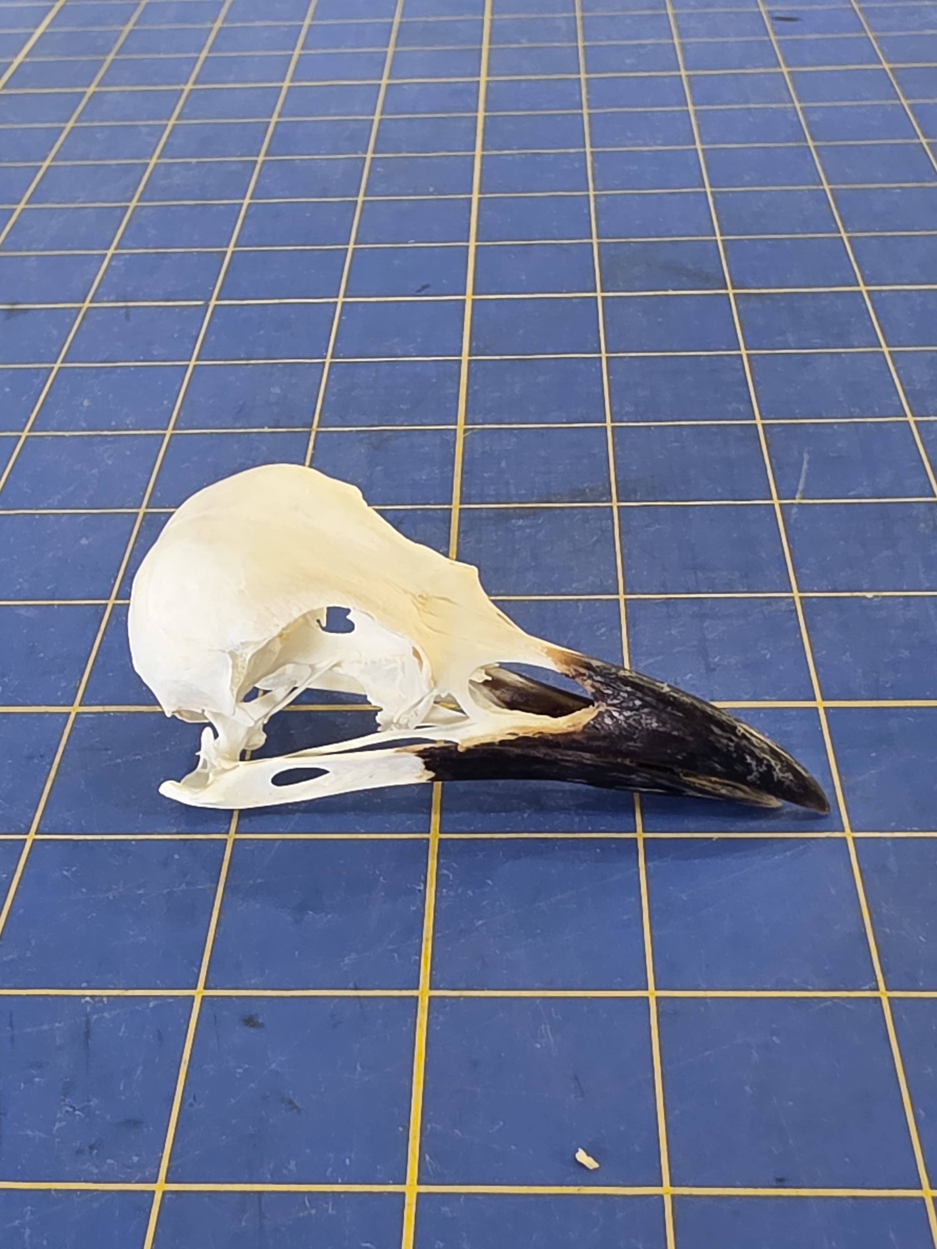 Jtvsk101 - Hooded Crow Skull – Authentic Bird Specimen