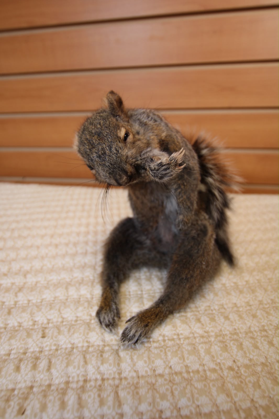 FHQU003 - drunk Small Squirrel Taxidermy Mount
