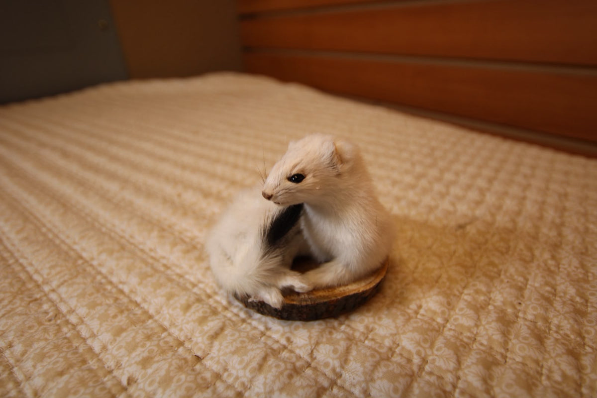FHWEAS002 - Winter White Ermine (Short-Tailed Weasel) Taxidermy Mount