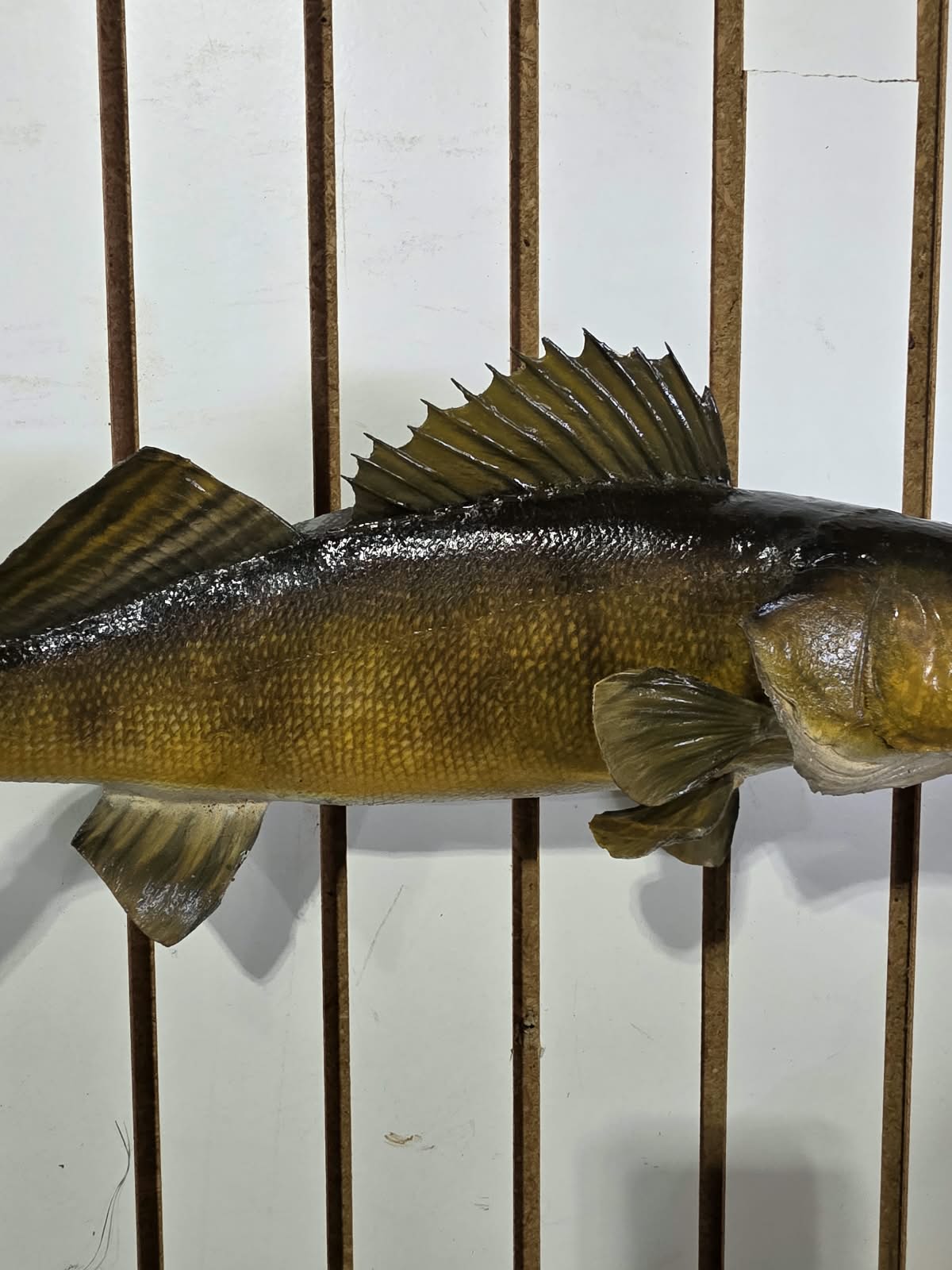 Comb100 - Lifelike 19" Walleye Fish Taxidermy Mount