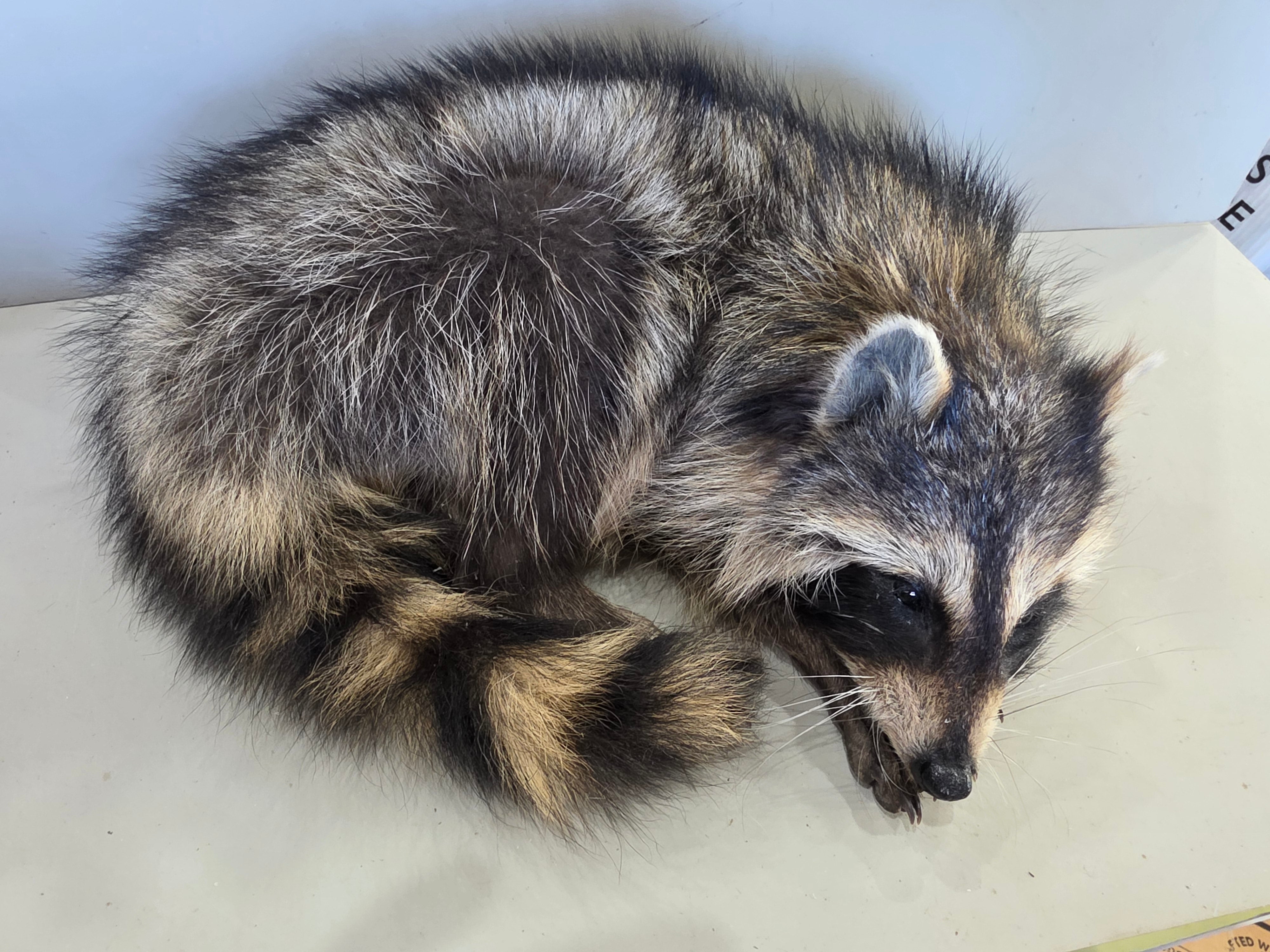 FHJUL16 - young Raccoon Taxidermy full body mount