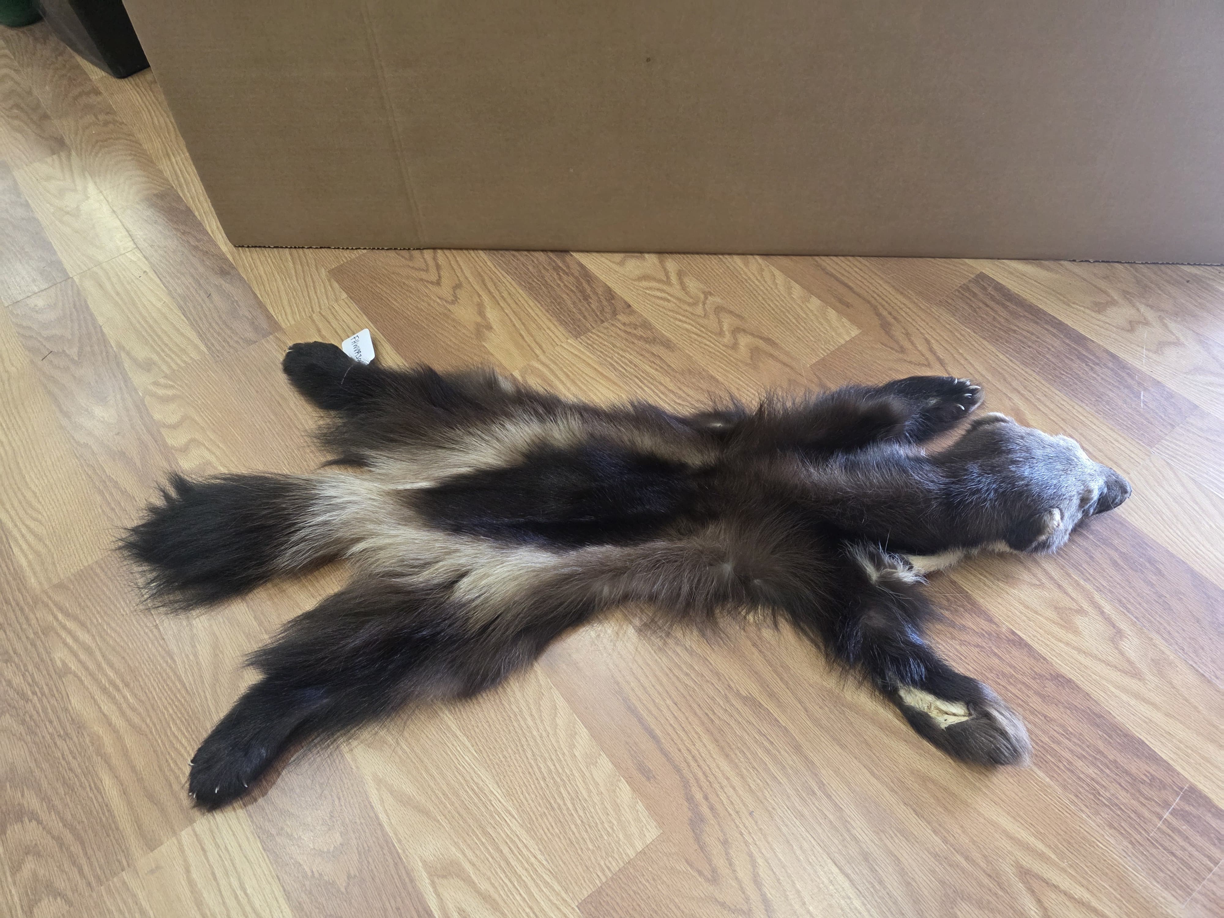 Fhwvr304 - Wolverine Rug with Head | Authentic Hide Display