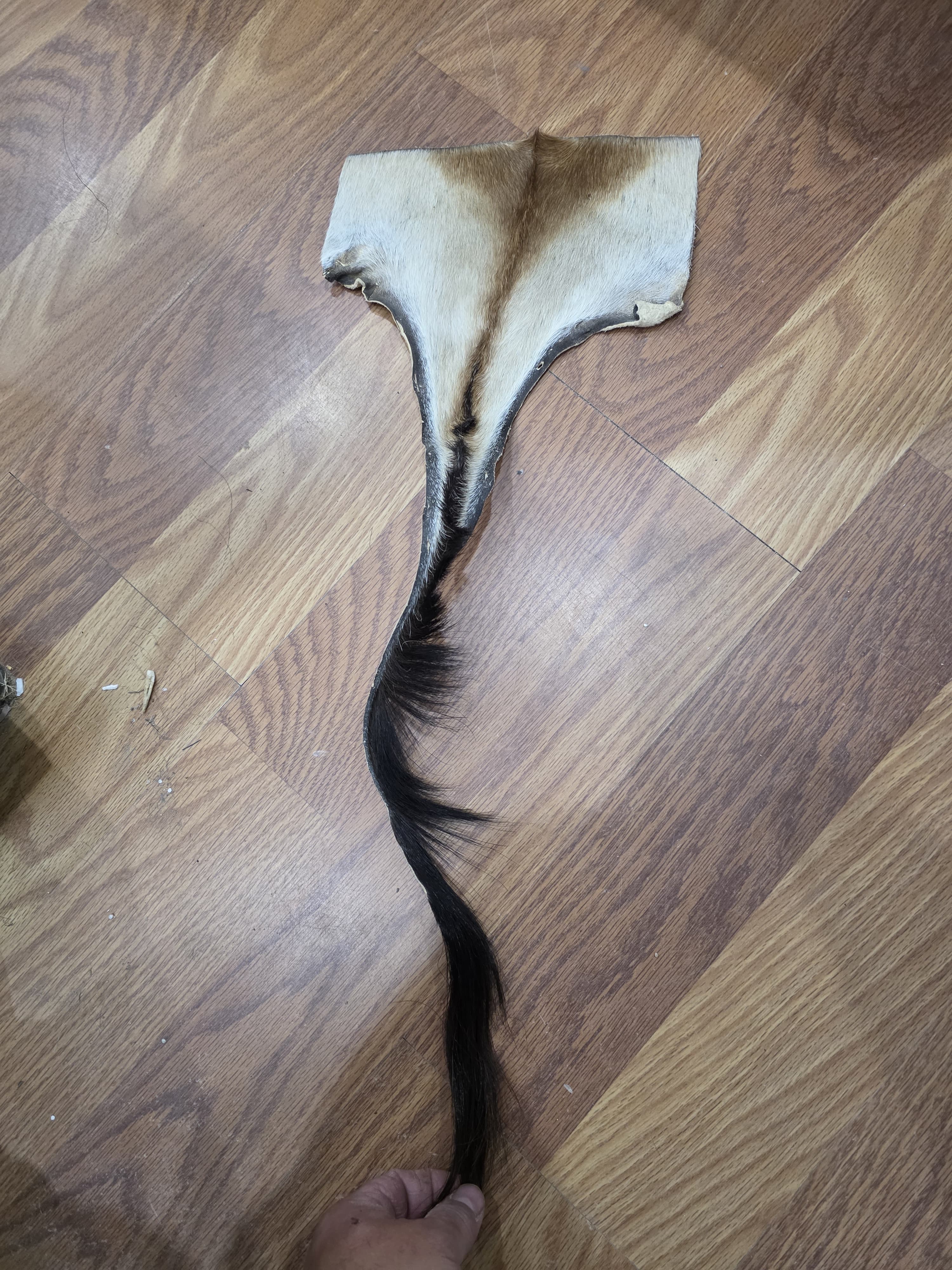 JVTL9 - Red Hartebeest Tail – 27” Rustic Decorative Display