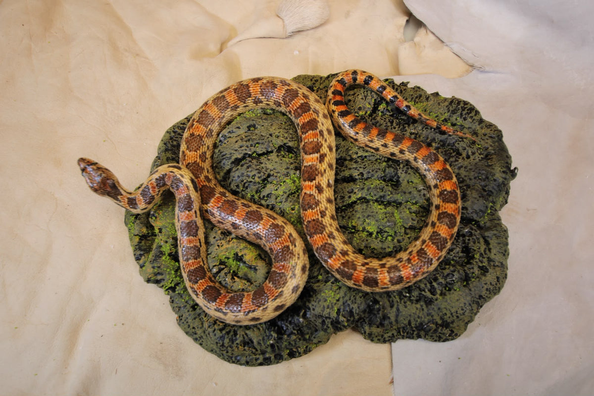 FHSP111 - Taxidermy Hypo Leopard Boa Constrictor Specimen