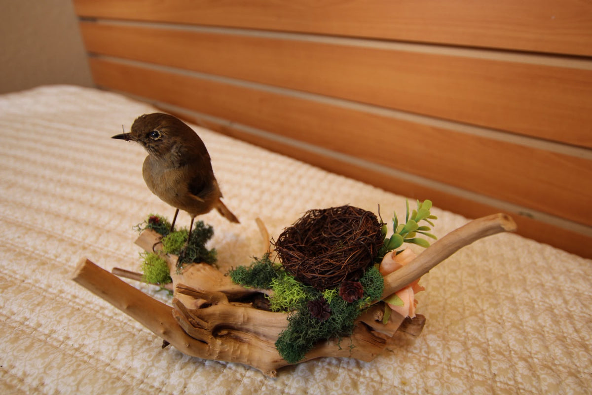 JTVBJ78- Exquisite Taxidermy Rufous-Bellied Niltava