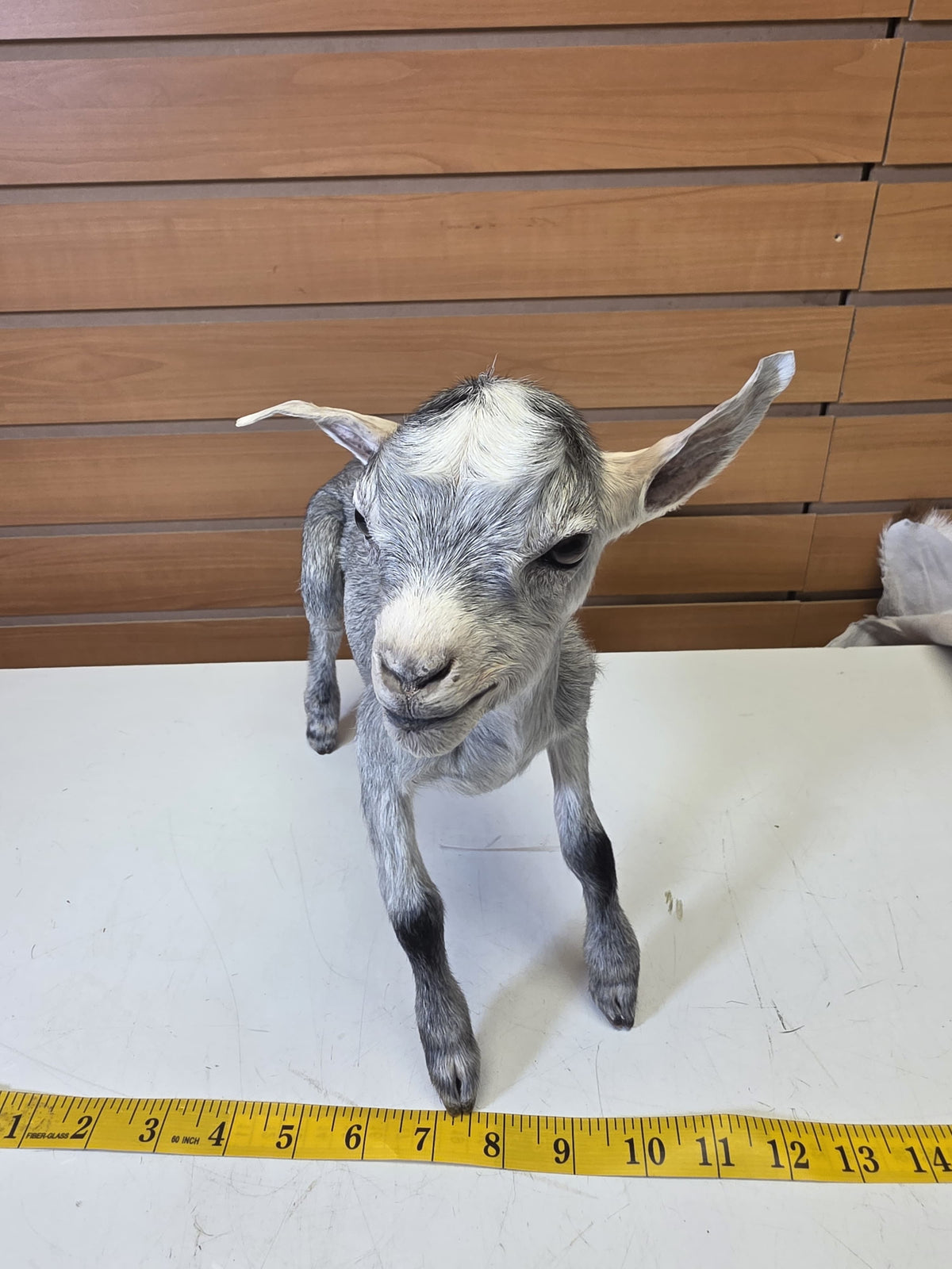 Fhsp103 - Taxidermy Nigerian Dwarf Goat – Preserved Specimen