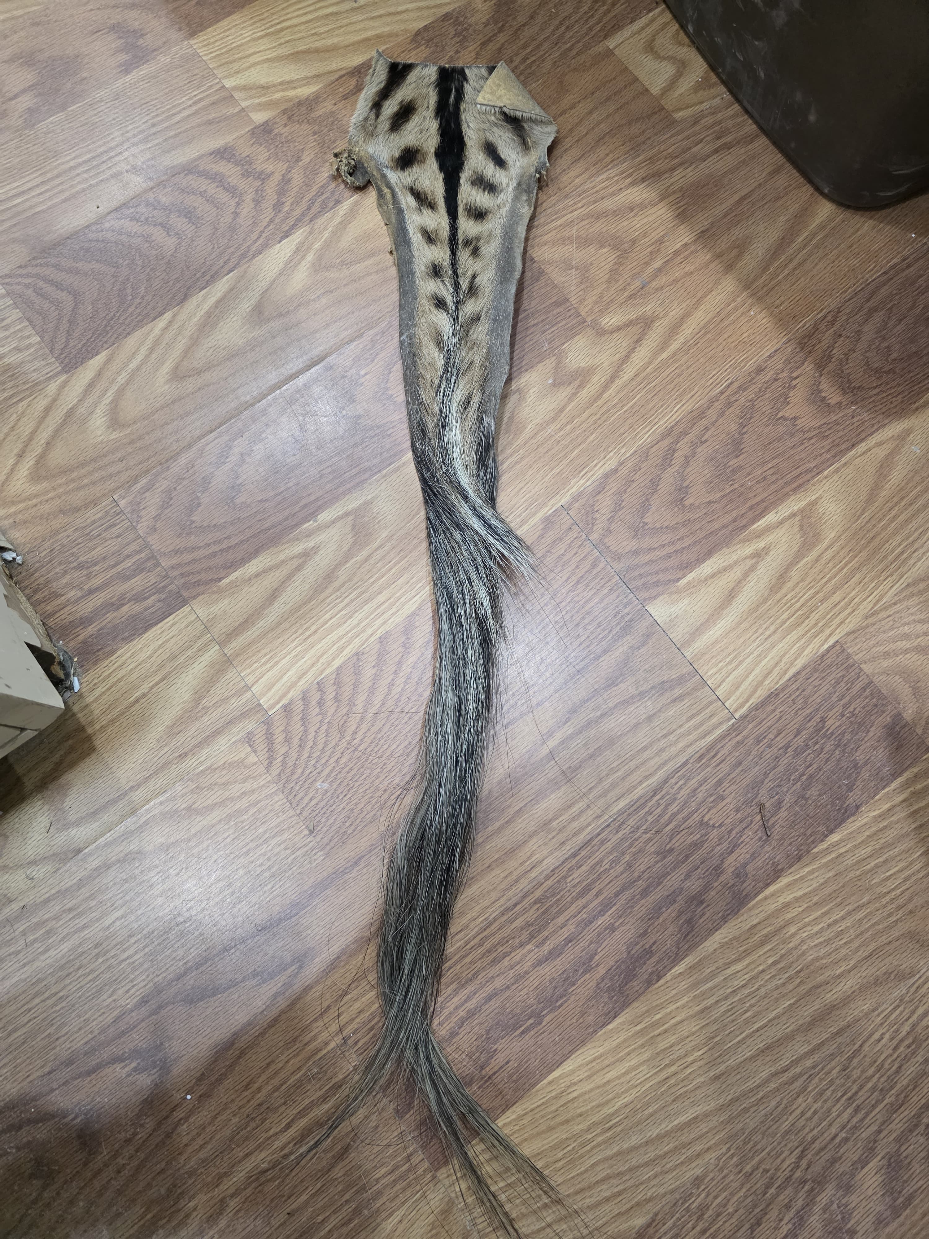 JVTL1 - Zebra Tail 36" | Authentic Wildlife Display