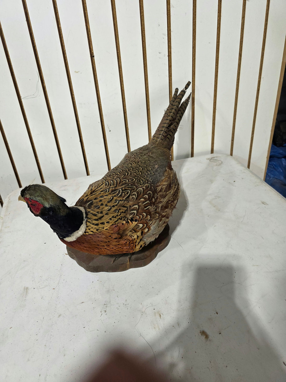 Comb132 - Vintage 1977 Ringneck Pheasant Cock Taxidermy Mount
