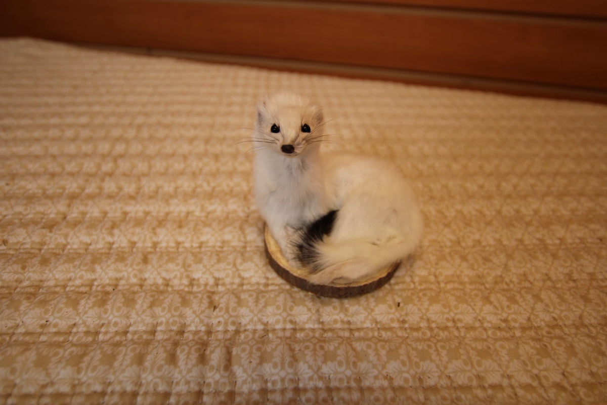 FHWEAS005 - Winter White Ermine (Short-Tailed Weasel) Taxidermy Mount
