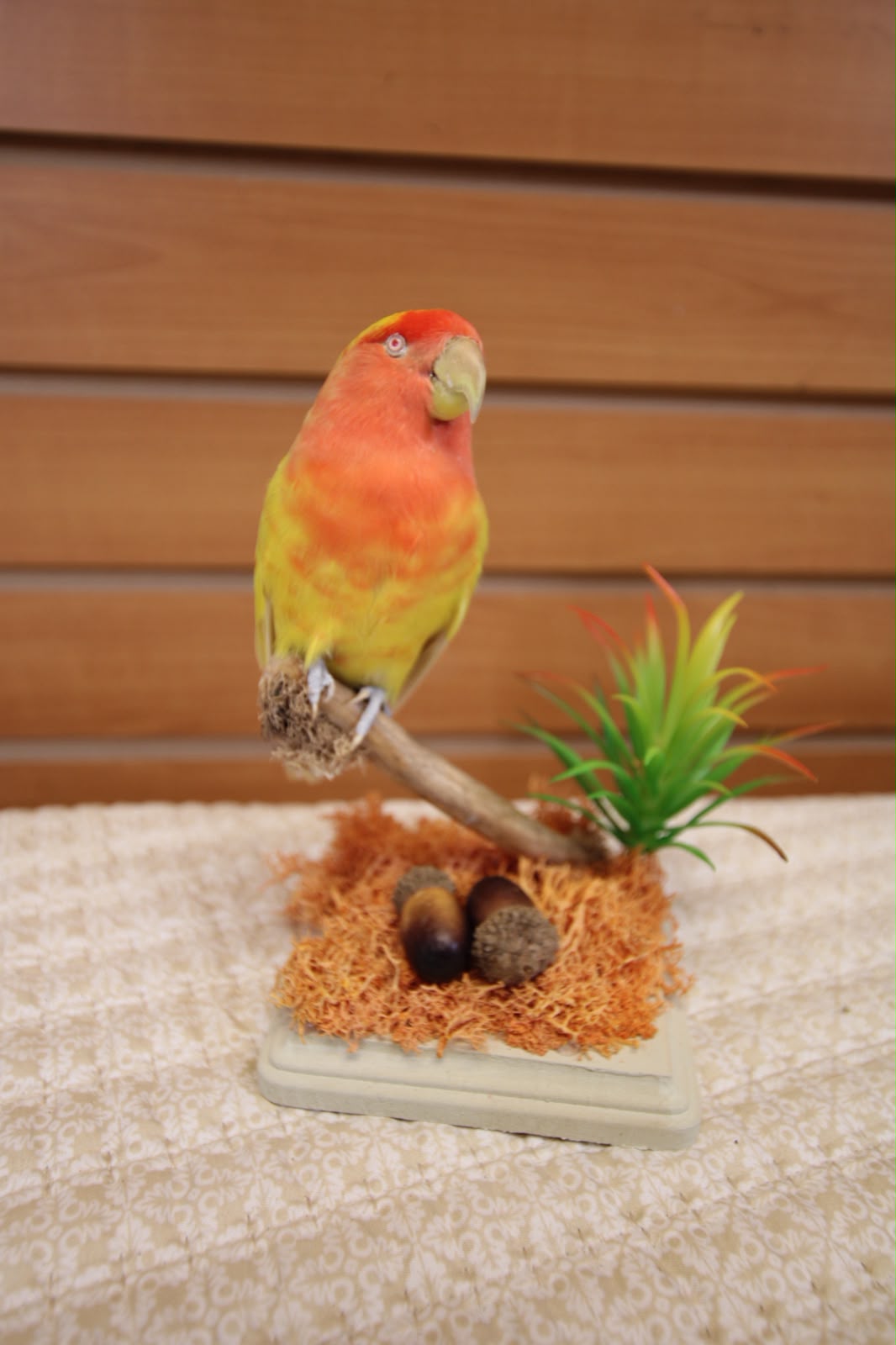 FHSP128 - Rosy-Faced Lovebird Taxidermy on Mossy Branch