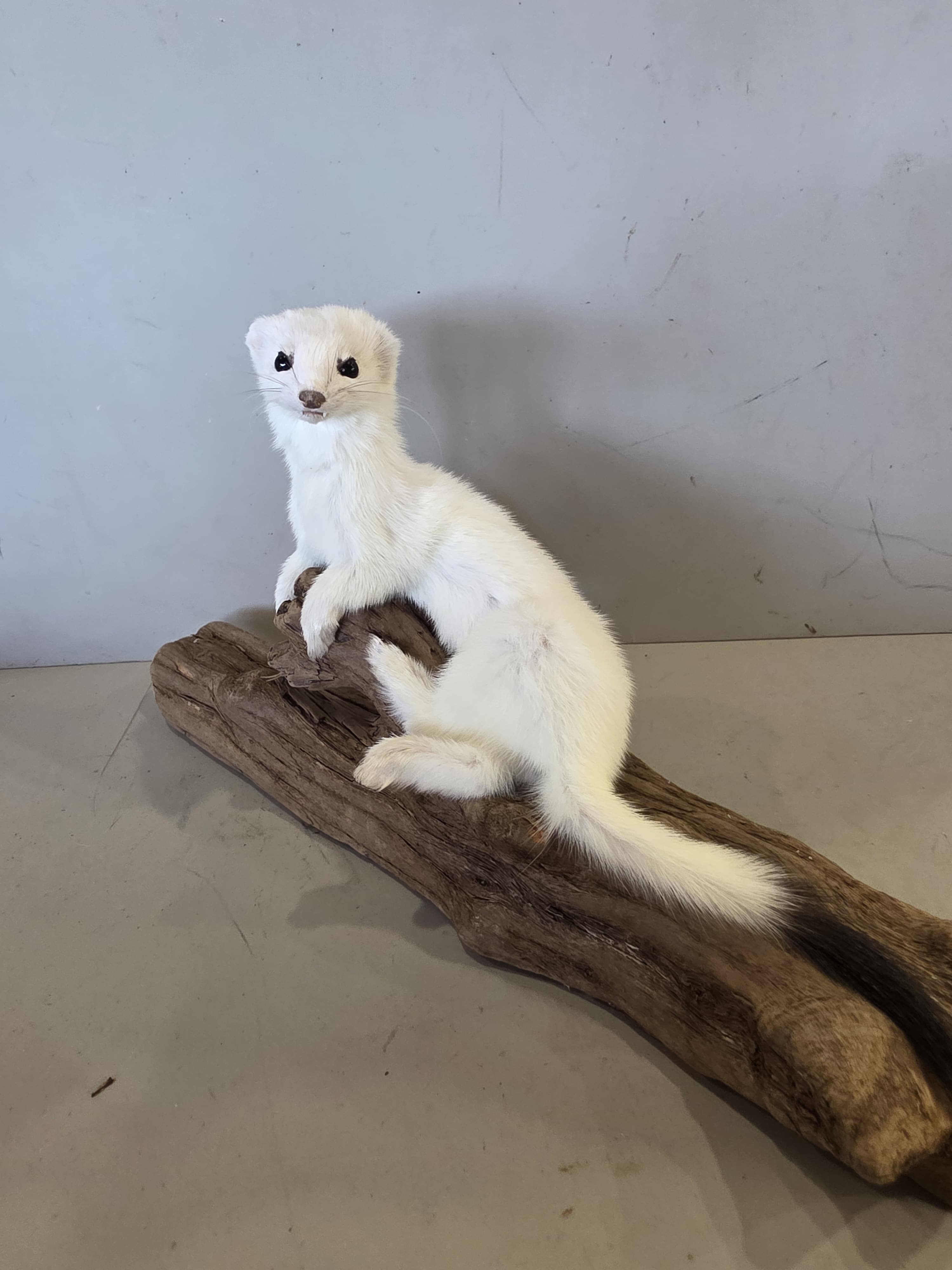 FHJUL12 - Taxidermy Ermine – Realistic Display Specimen