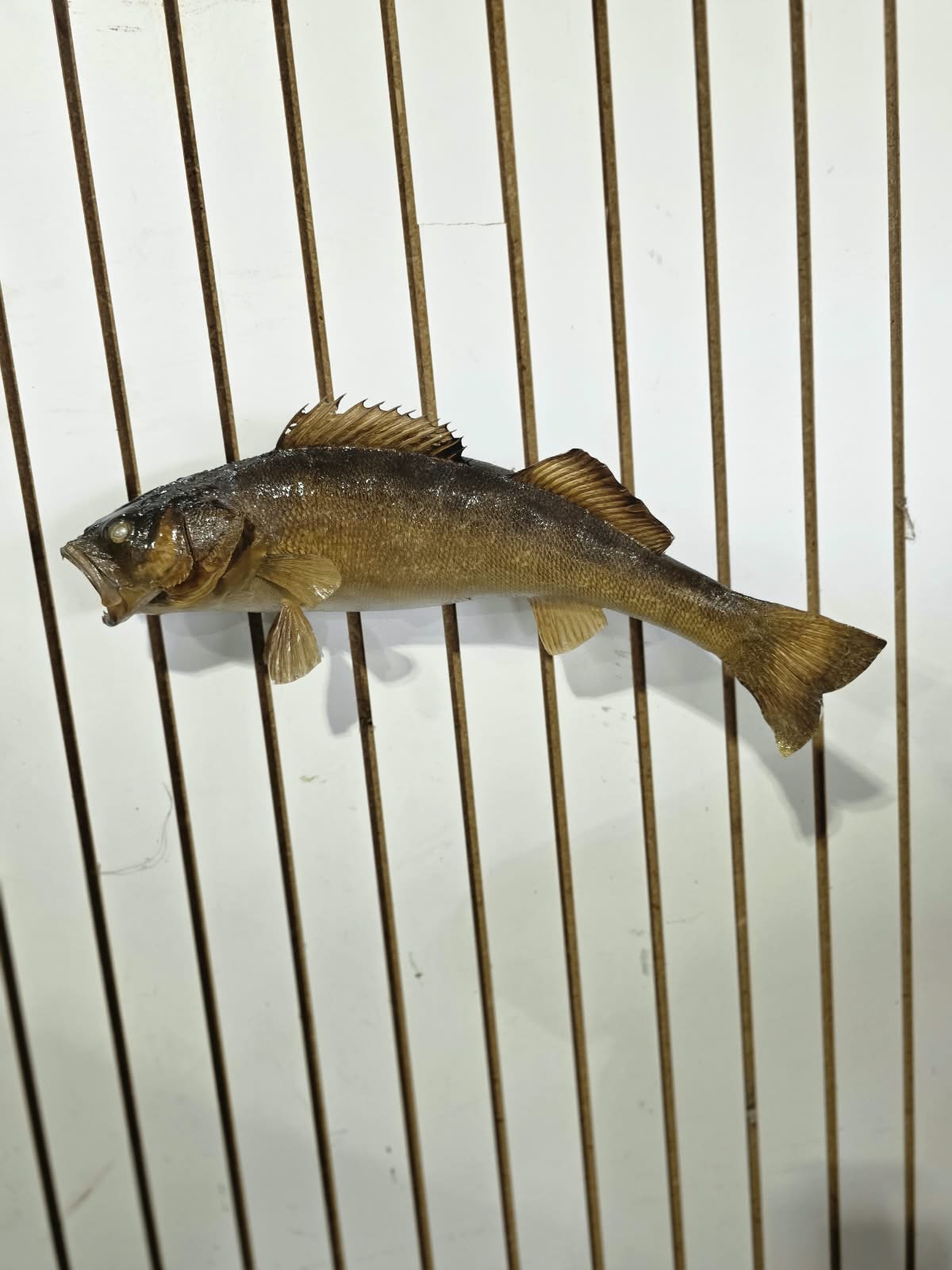 Comb108 - Trophy-Grade 22" Walleye Fish Taxidermy Mount