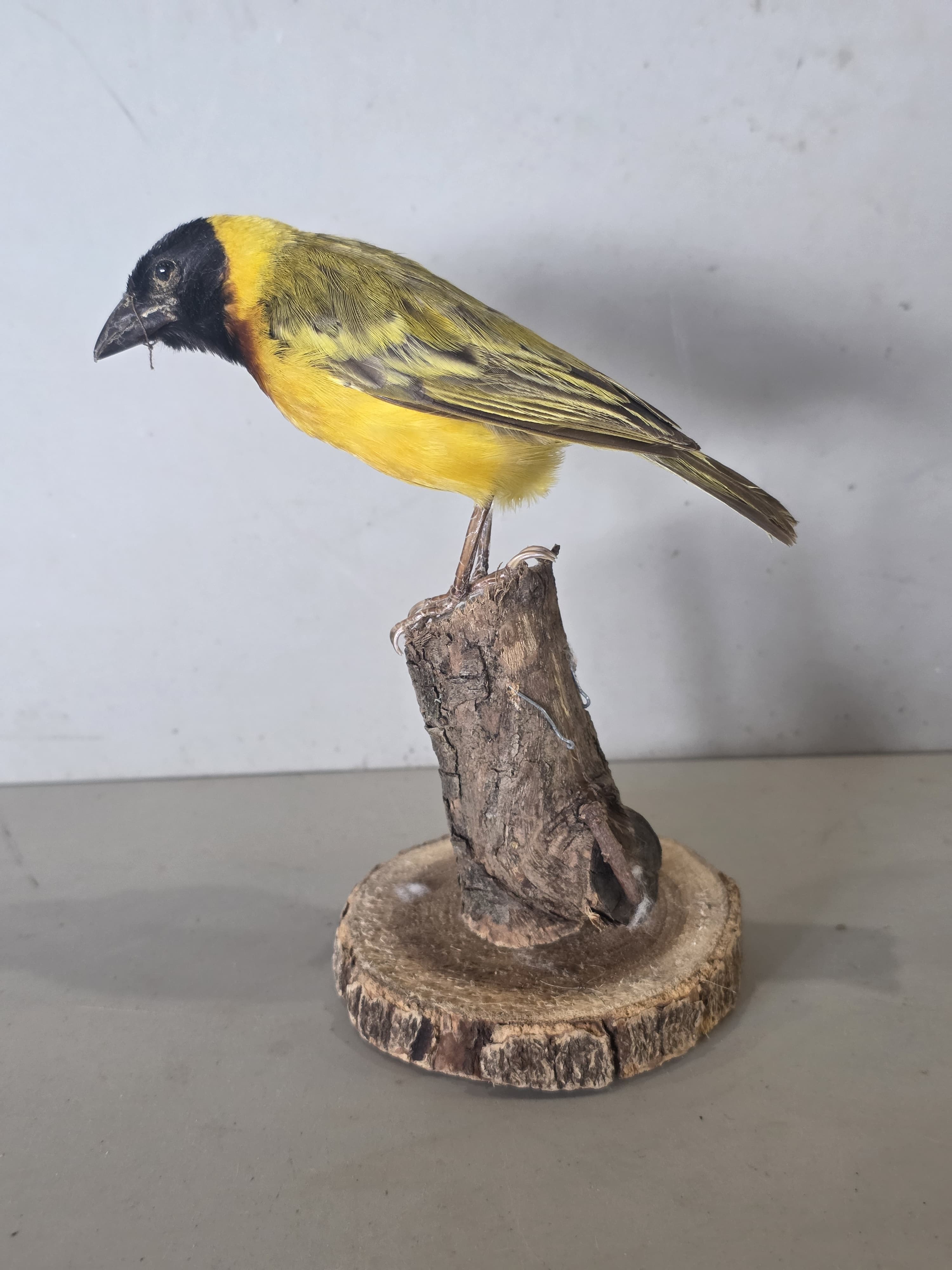JTVIT4 - Black Headed Weaver Finch Taxidermy – Pen Raised