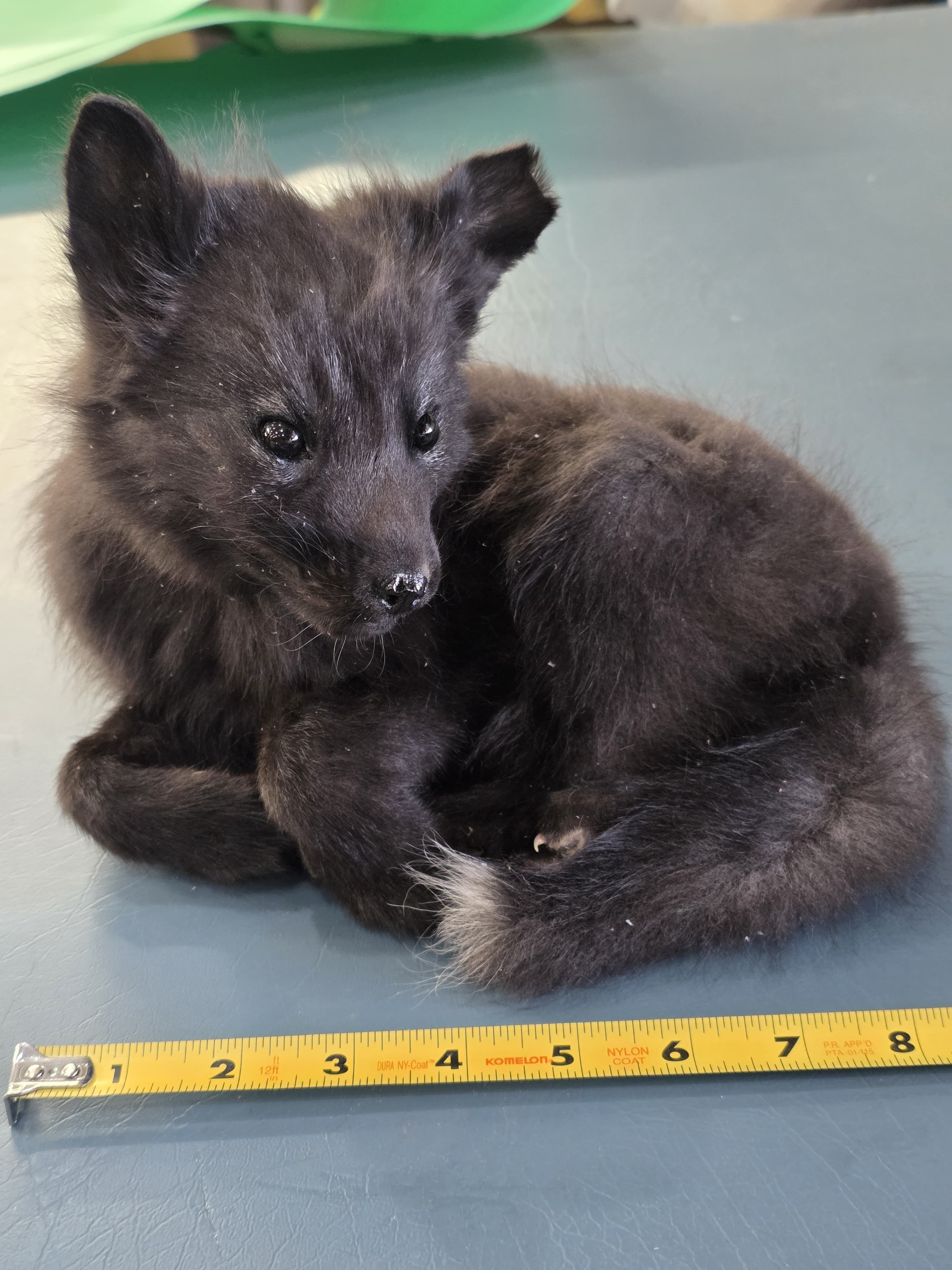 Fhjun16 - baby Ranch Fox Taxidermy Mount