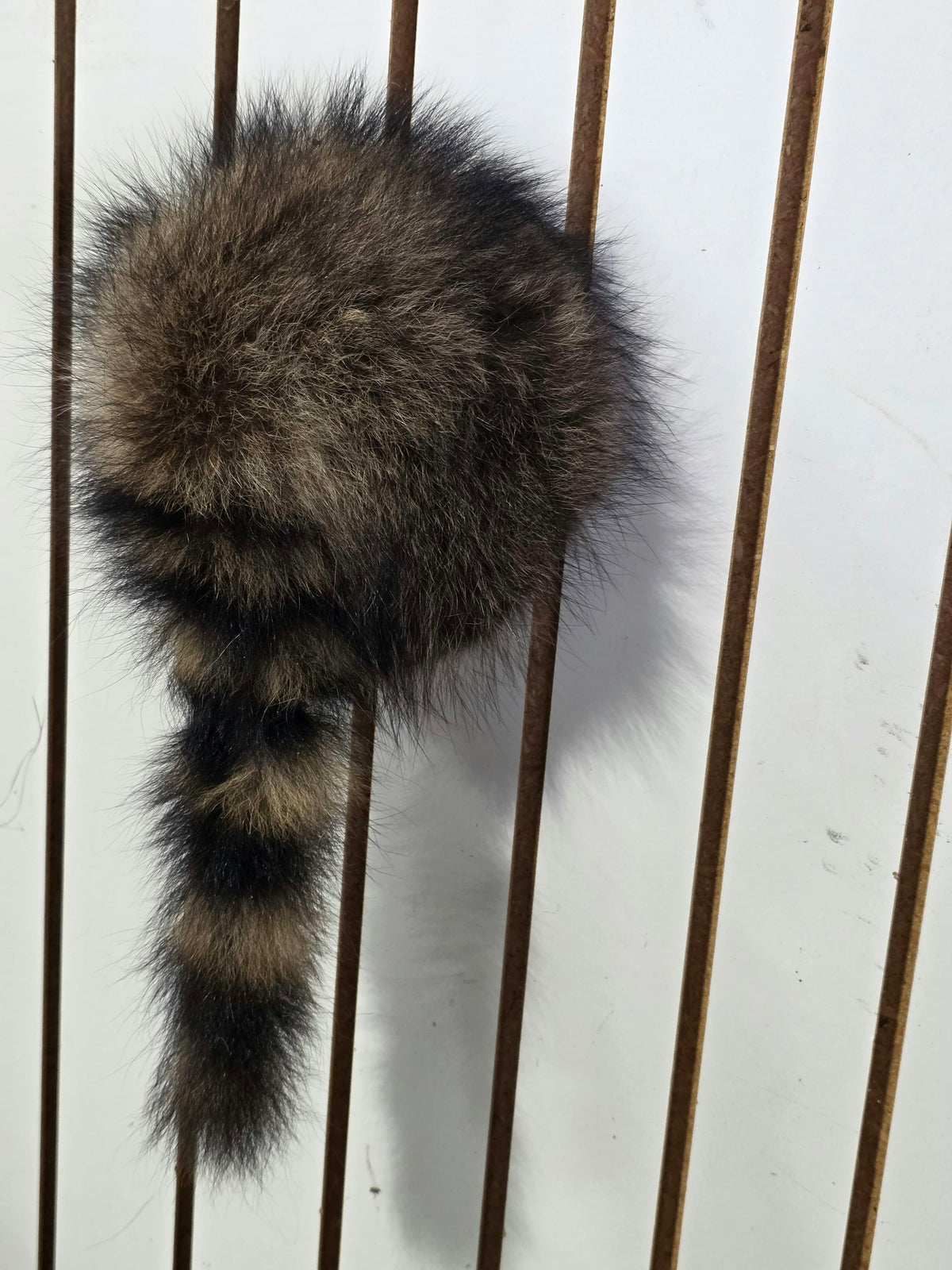 Comb123 - Coon Butt Taxidermy Mount (Raccoon Rear End Accent)