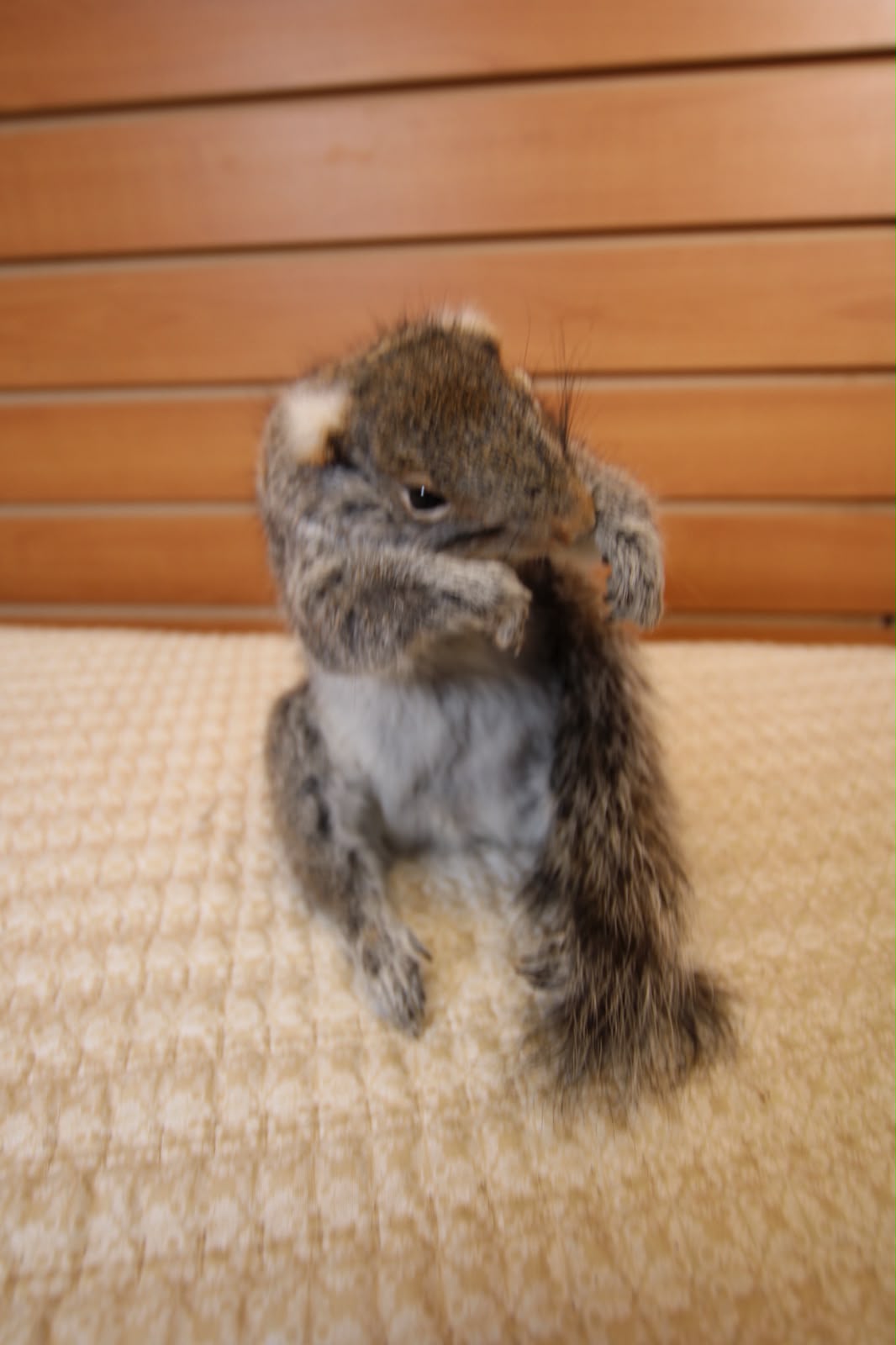 FHSQU005 - Charming Small Squirrel Taxidermy Mount