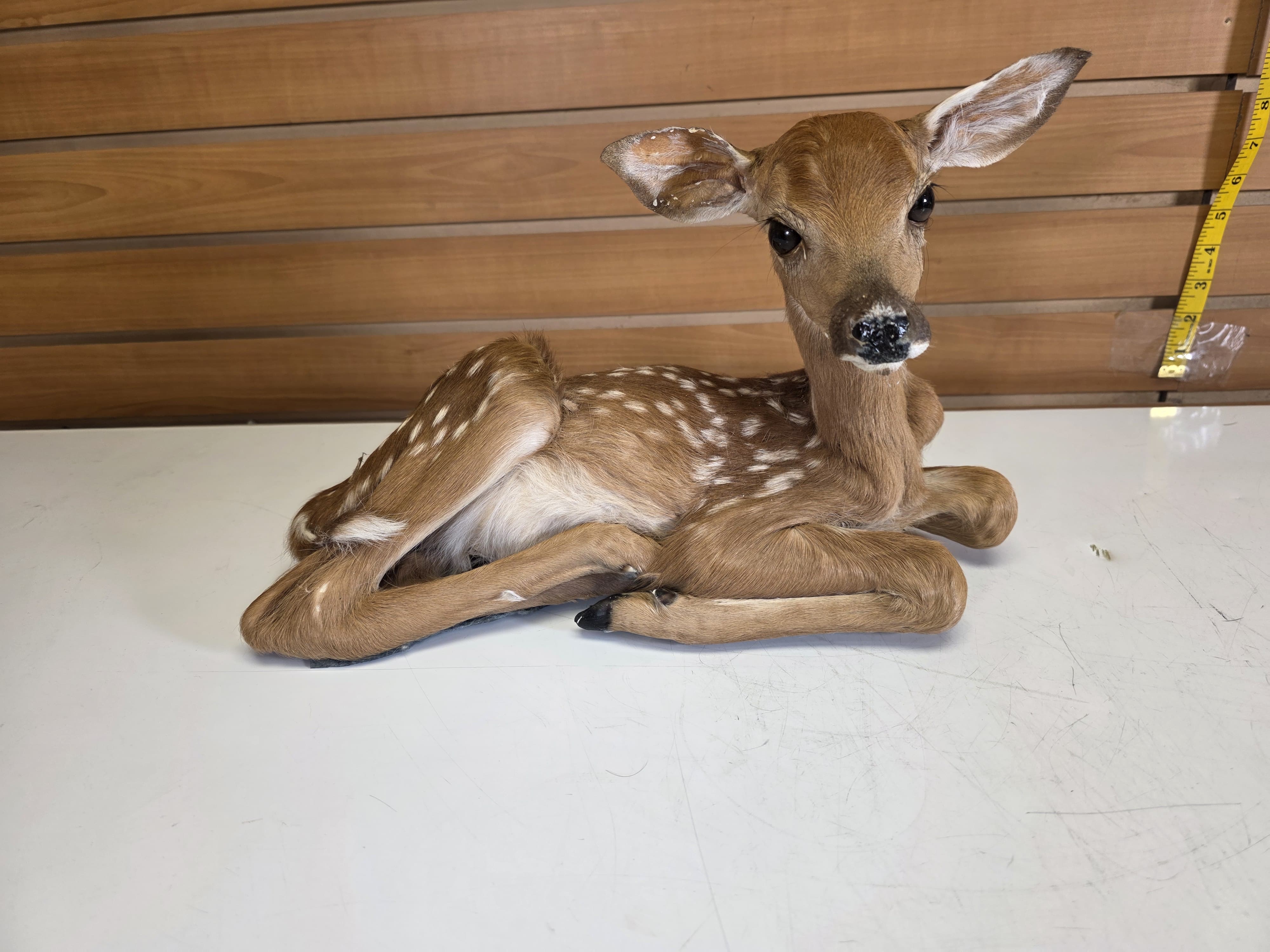 Fhdr201 - Fawn Deer Taxidermy Mount