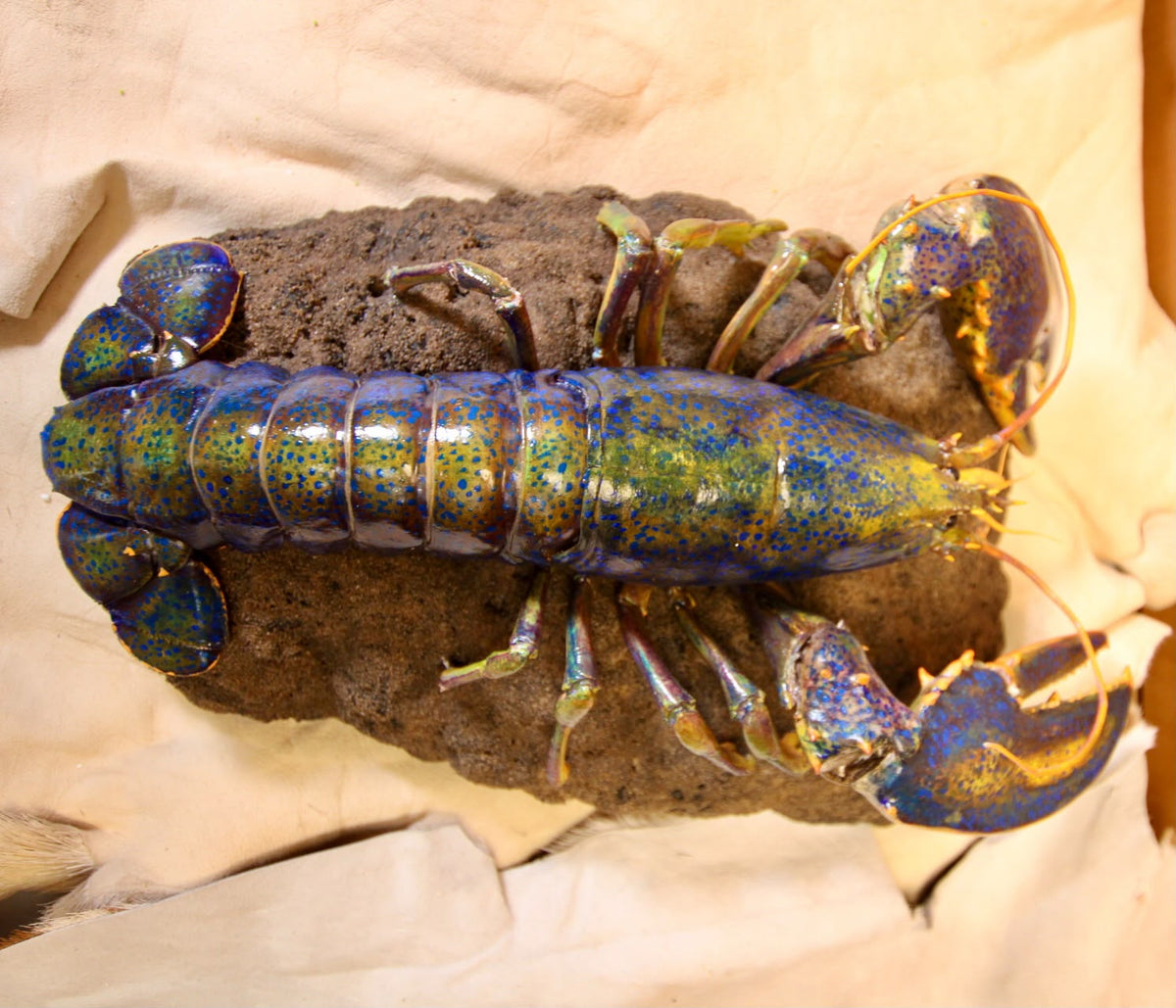 FHSP112 - Taxidermy Iridescent Blue and Green Lobster Specimen