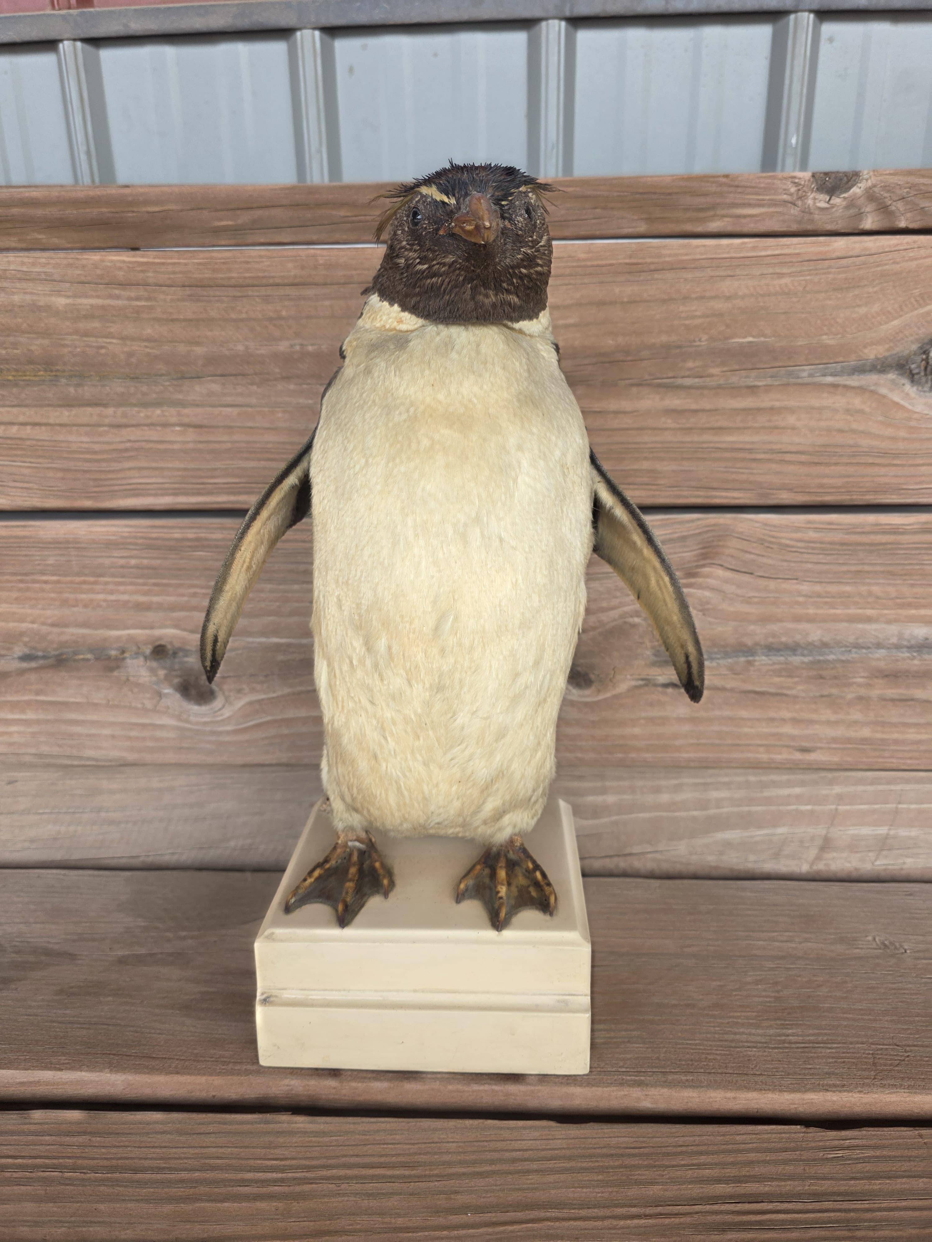 FHPN1 - Rockhopper Vintage Taxidermy Penguin