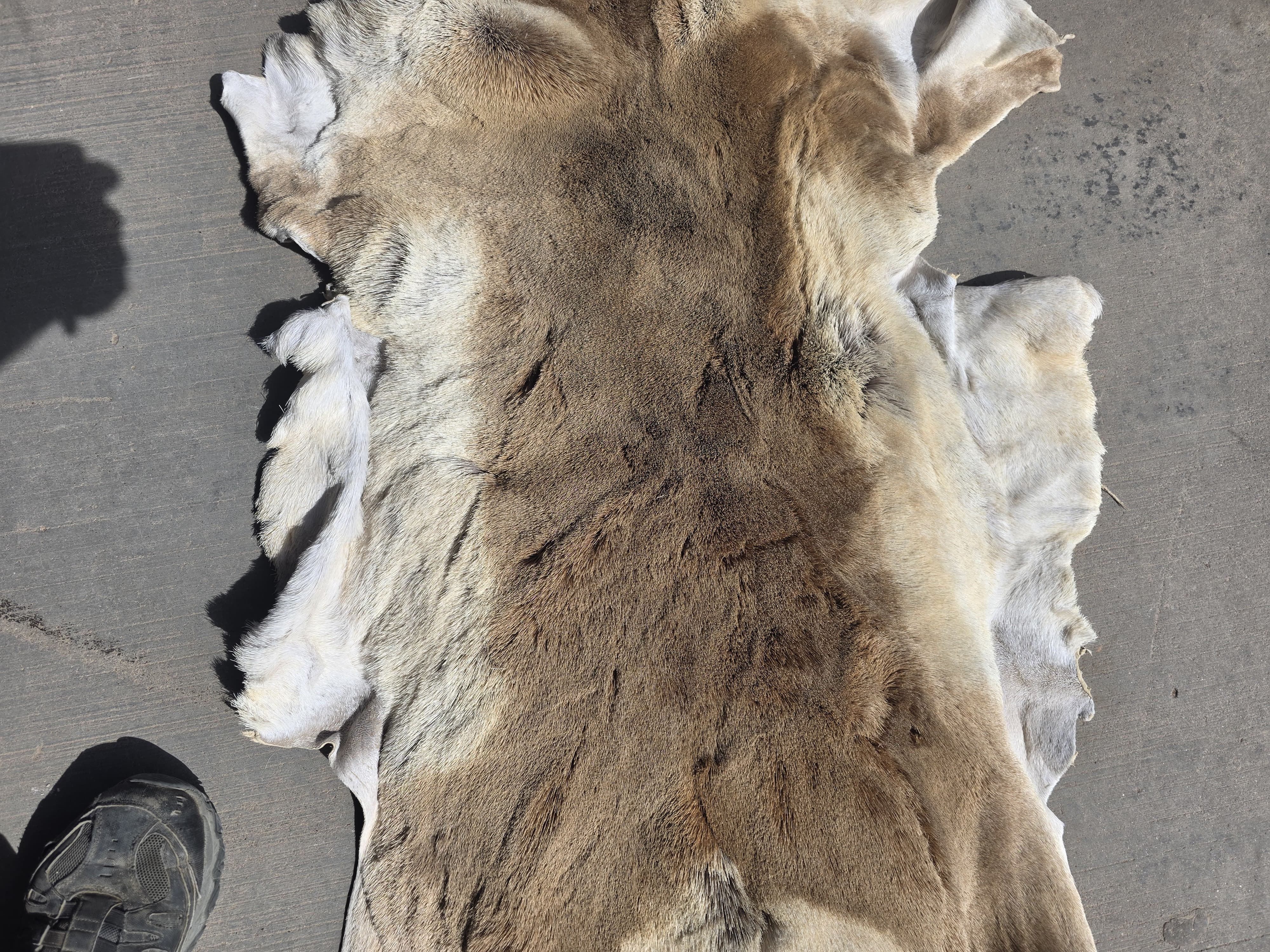 FHRAN89 - Natural Pronghorn Antelope Hide / Fur – 42” x 27”