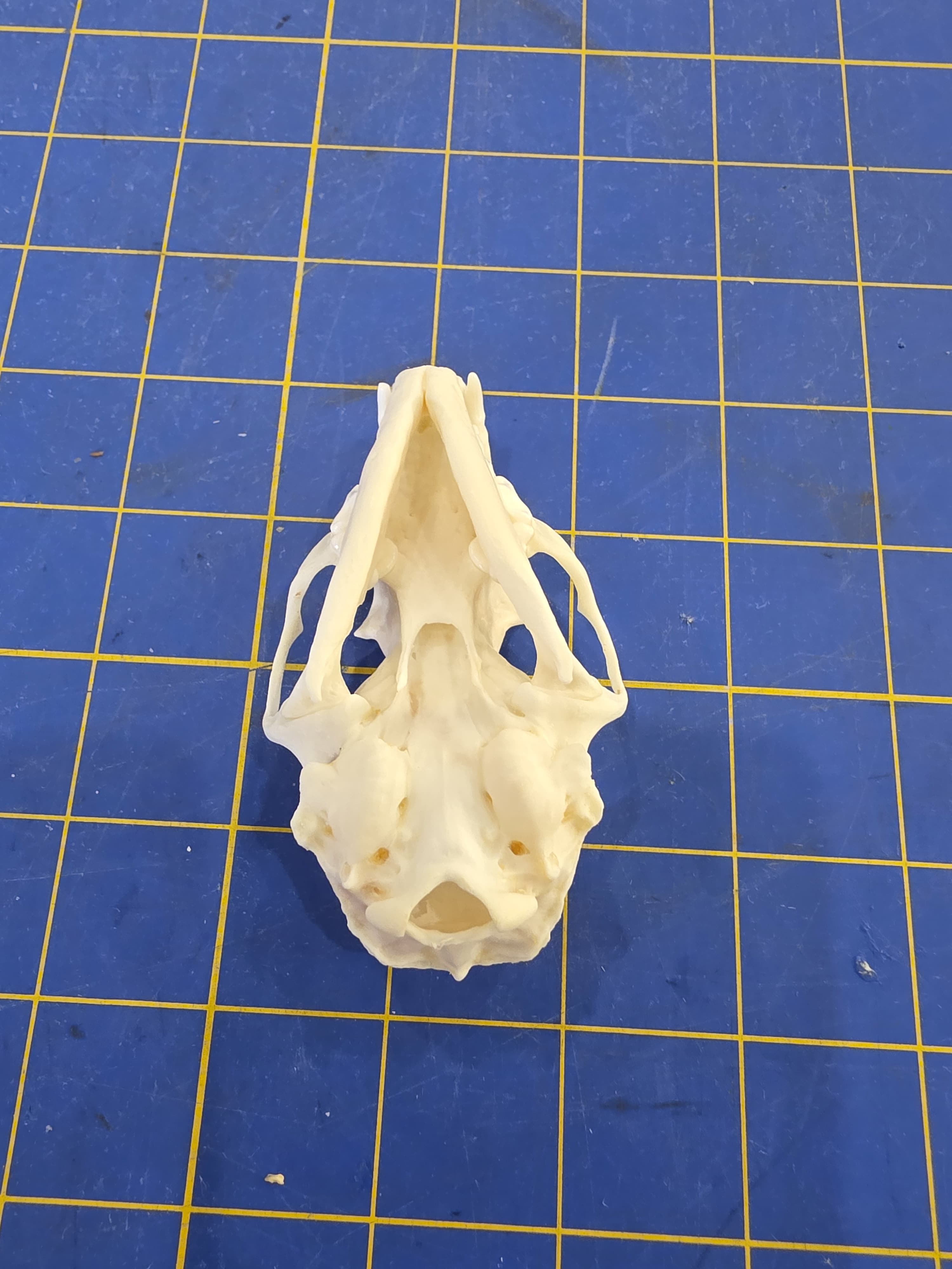 Jtvsk103 - Beech Marten Skull – Authentic Wildlife Specimen