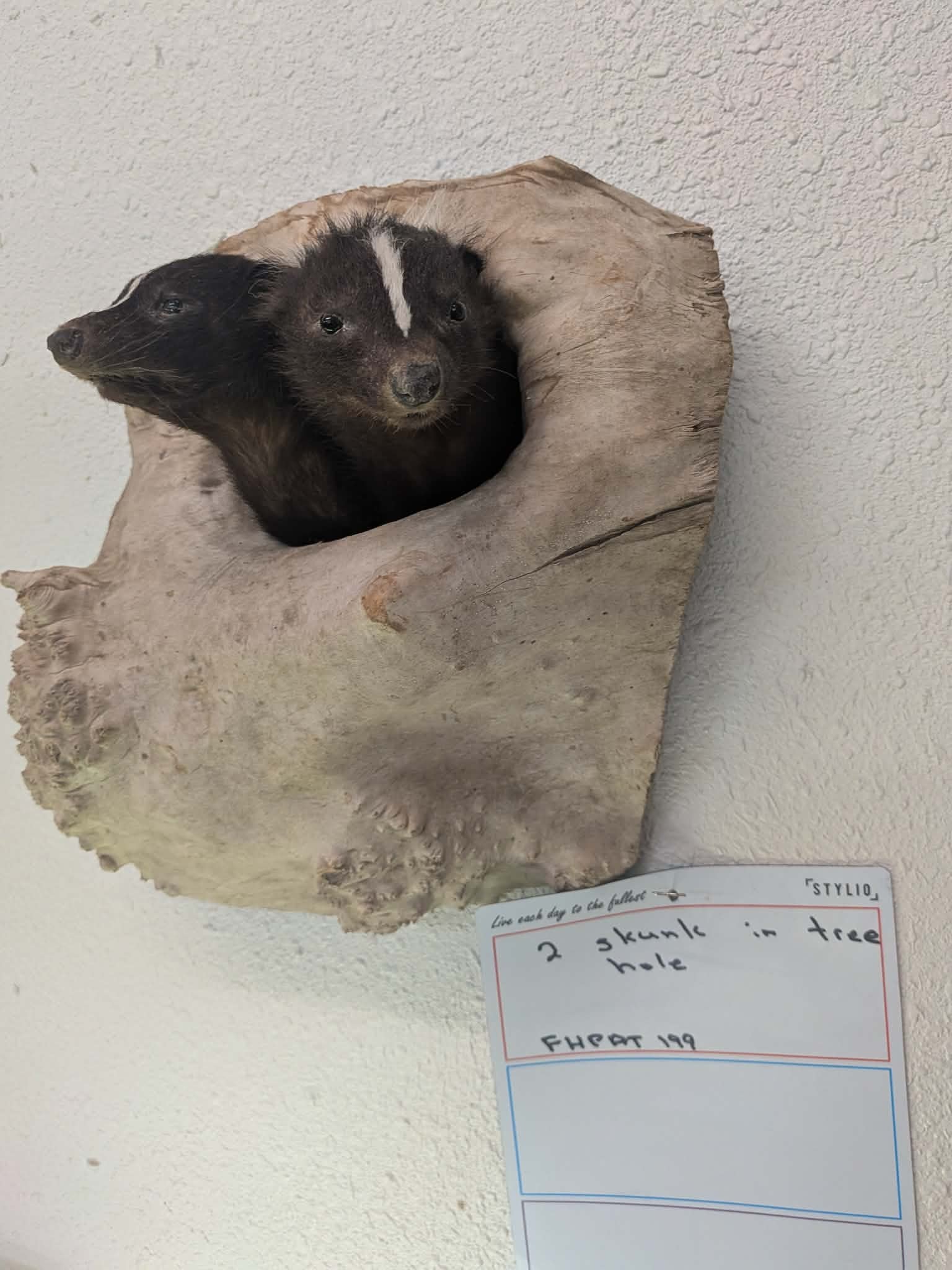 FHPAT199 - Twin Skunks in Tree Hole Taxidermy Mount –
