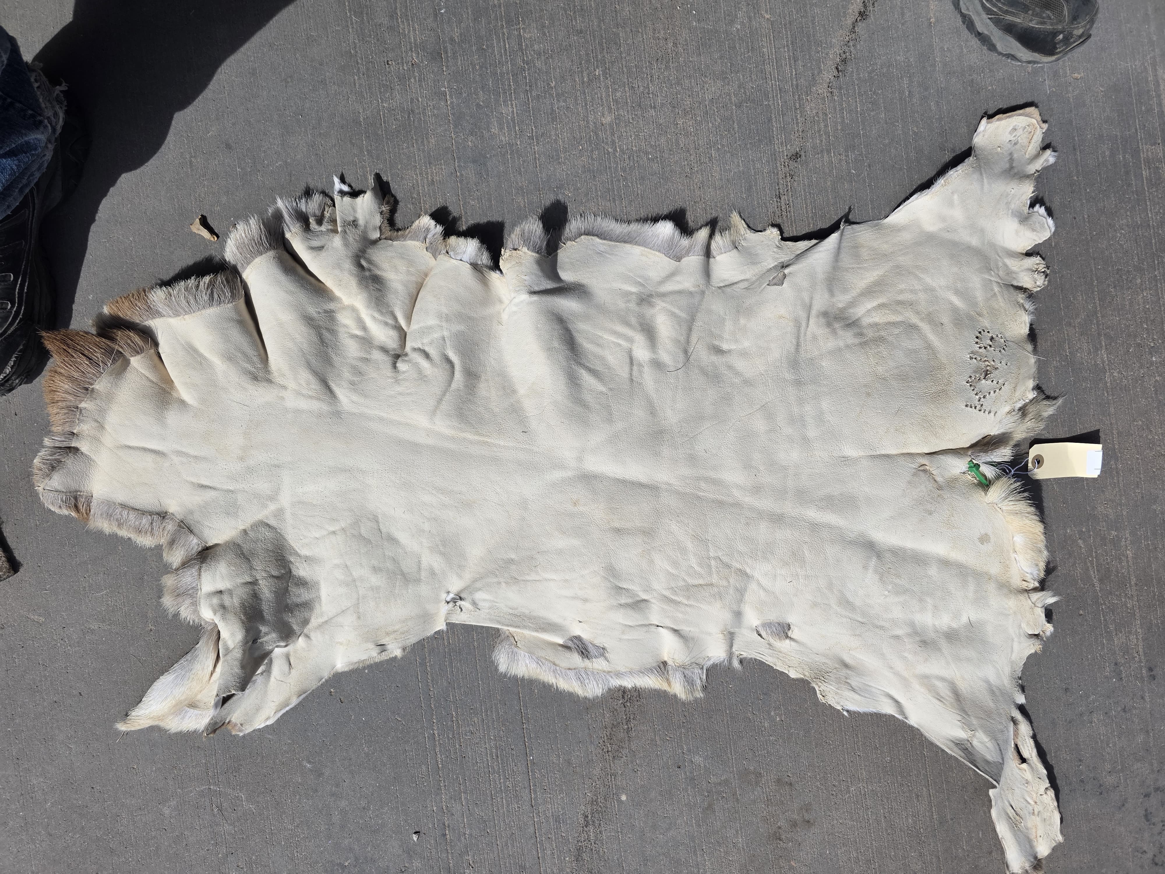 FHRAN92 - Natural Pronghorn Antelope Hide / Fur – 34” x 18”