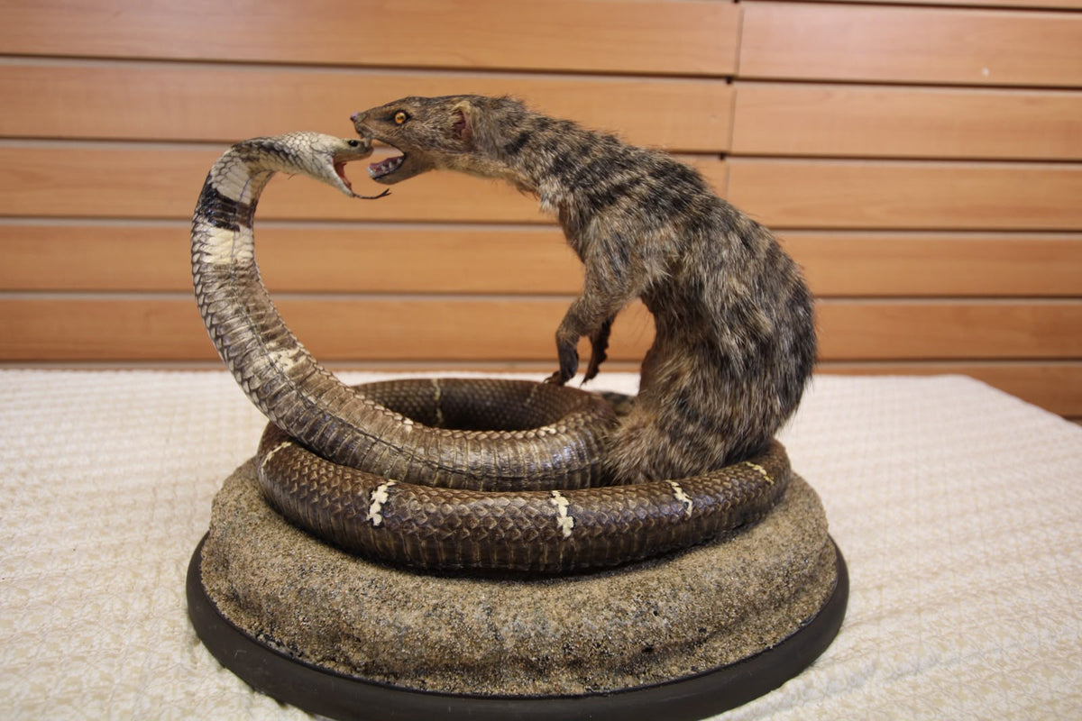 FHSP125 - King Cobra vs. Mongoose Taxidermy Diorama