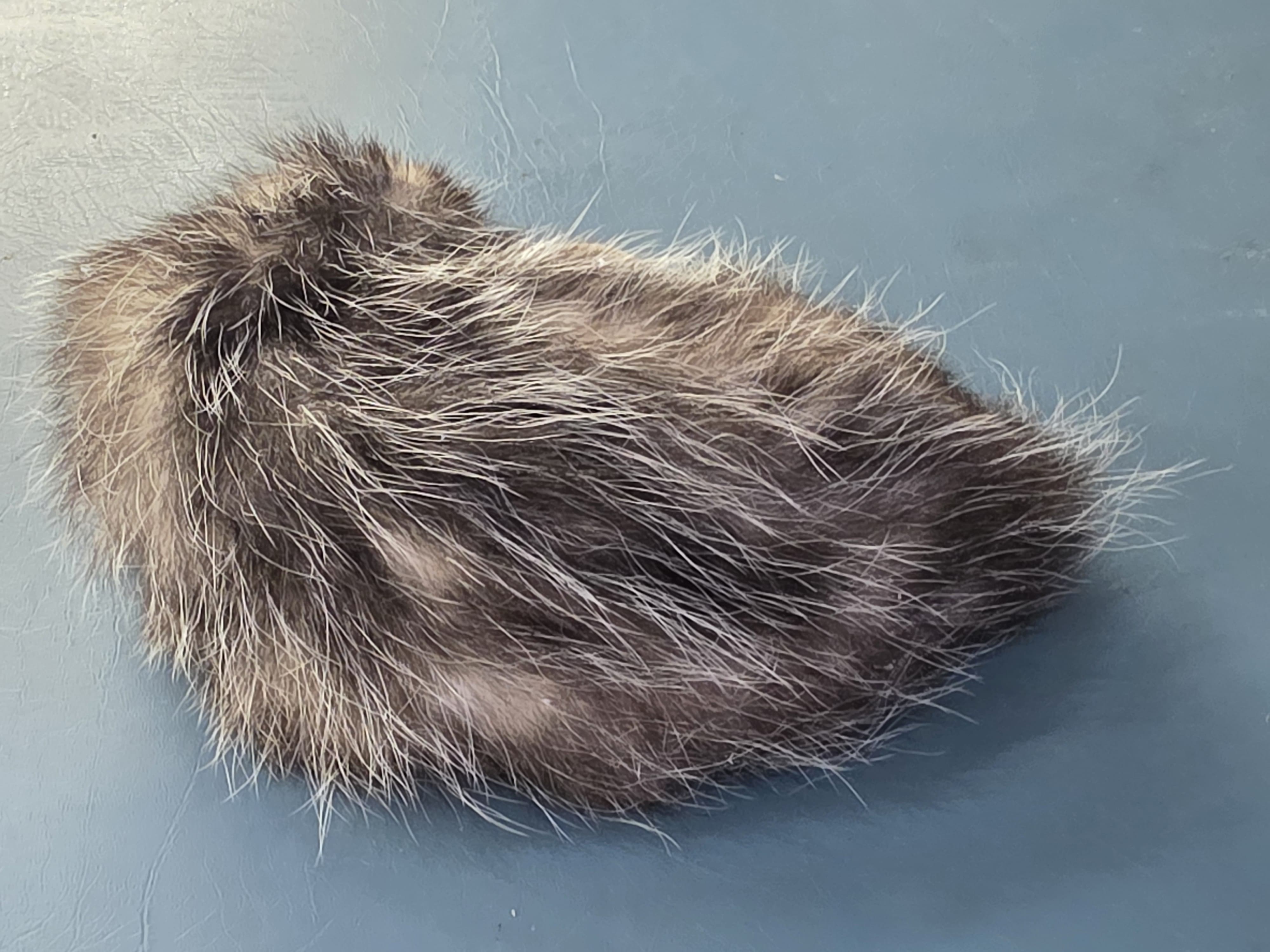 Fhjun19 - baby Opossum Taxidermy Mount