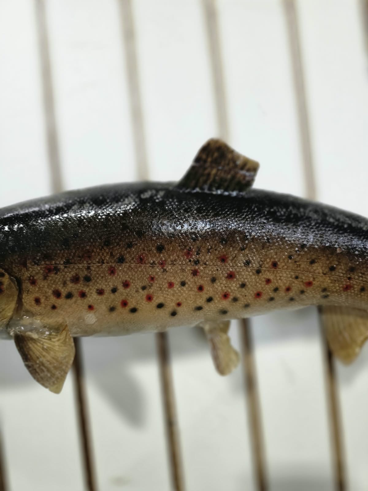 Comb103 - 19" Trout Fish Taxidermy Mount