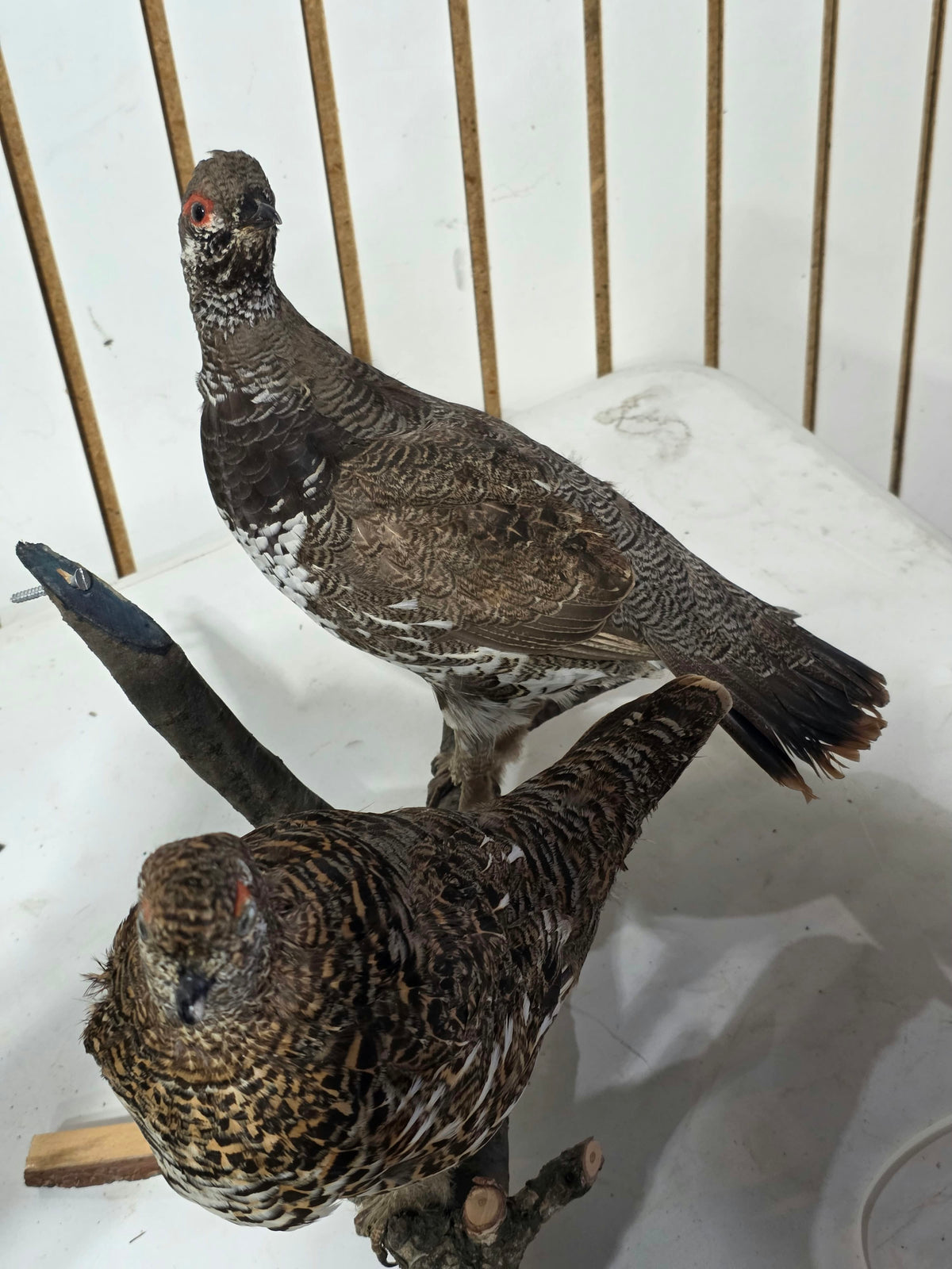 Comb128 - Exquisite Pair of Western Capercaillie Taxidermy Mounts (Male & Female)