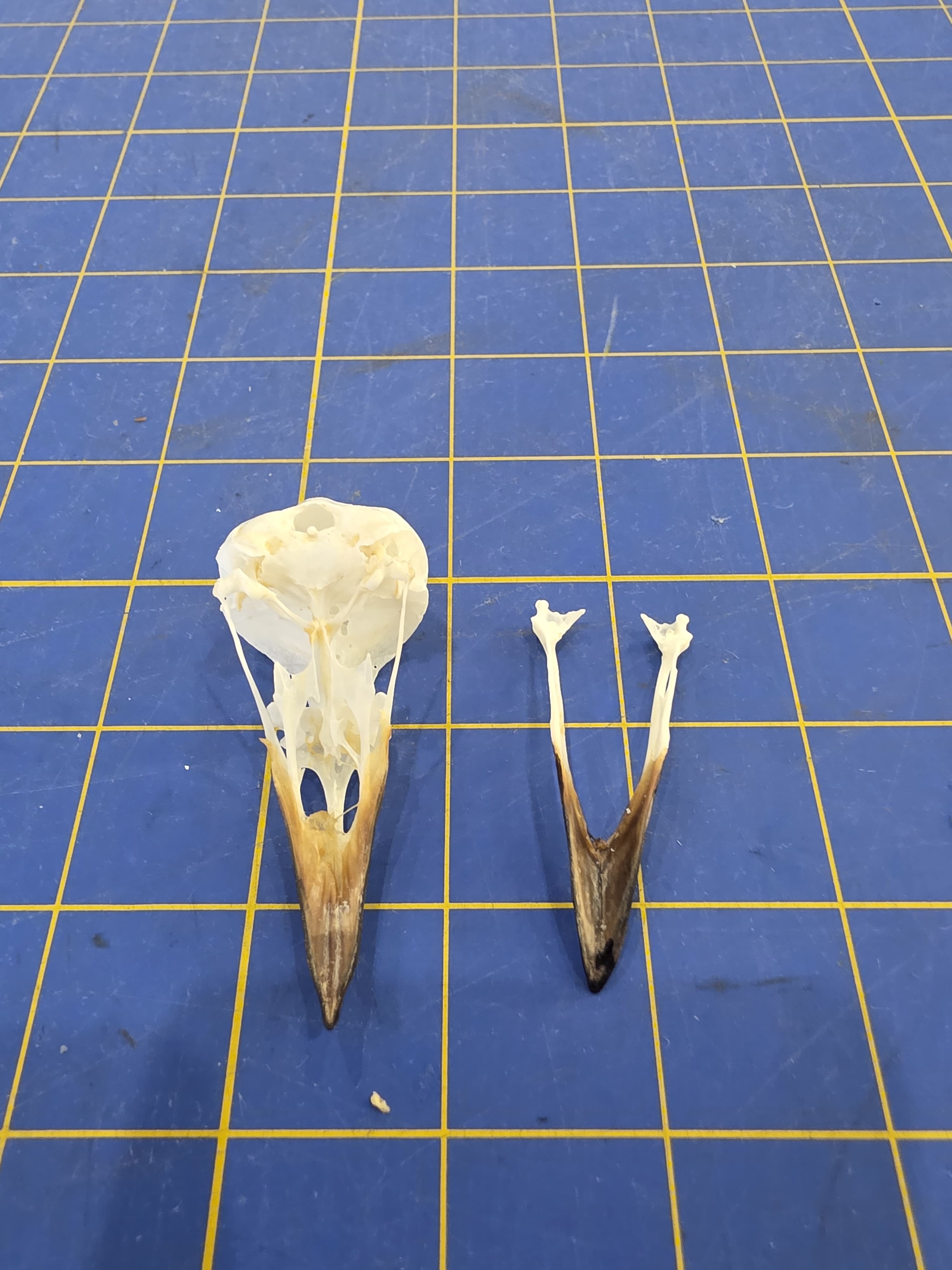 Jtvsk102 - Eurasian Magpie Skull – Authentic Bird Specimen