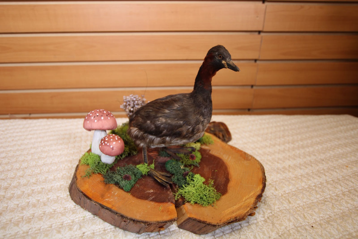 JTVB01 - Exquisite Taxidermy Little Grebe