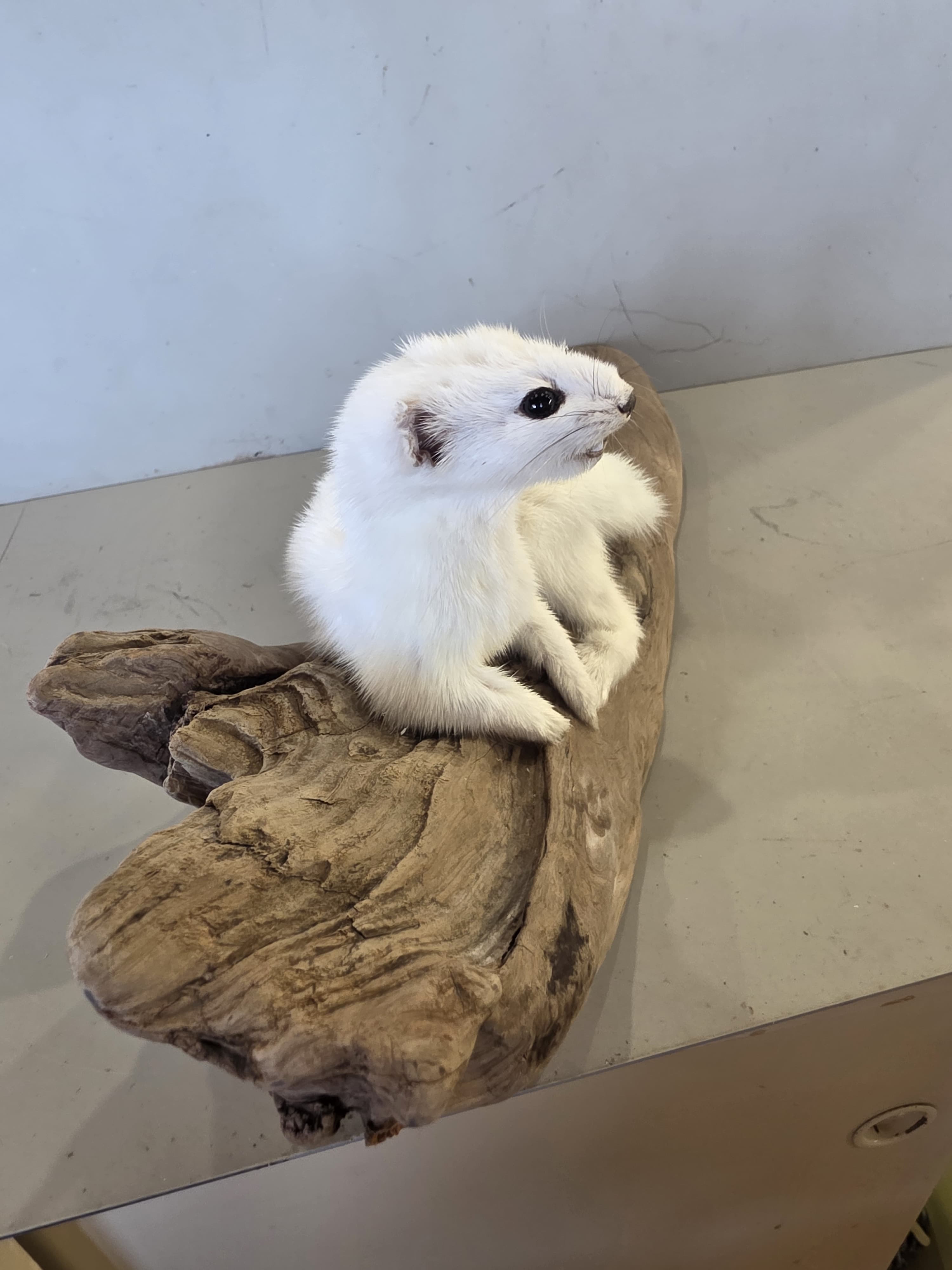 FHJUL11 - Taxidermy Ermine – Realistic Display Specimen
