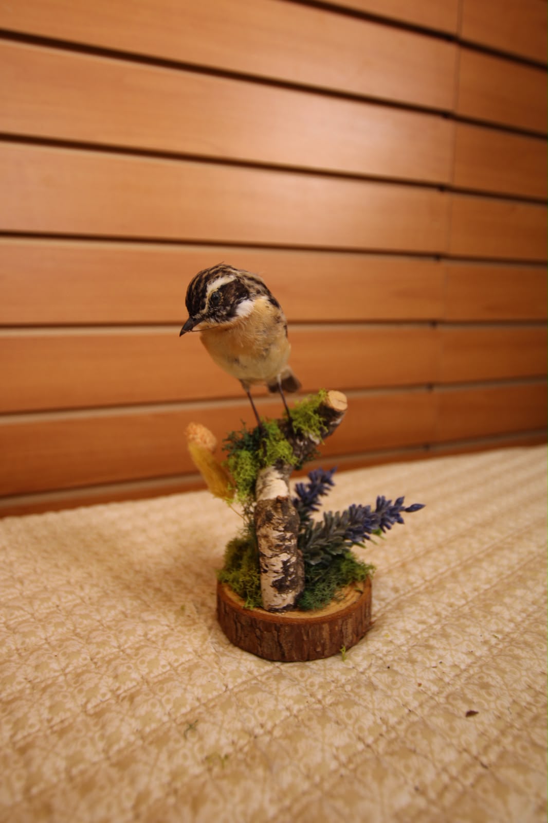 JTVBJ215 - Exquisite Taxidermy Whinchat