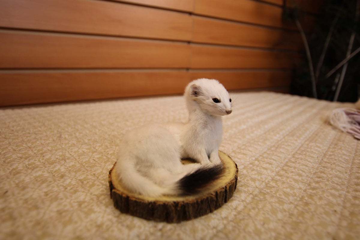 FHWEAS001 - Winter White Ermine (Short-Tailed Weasel) Taxidermy Mount