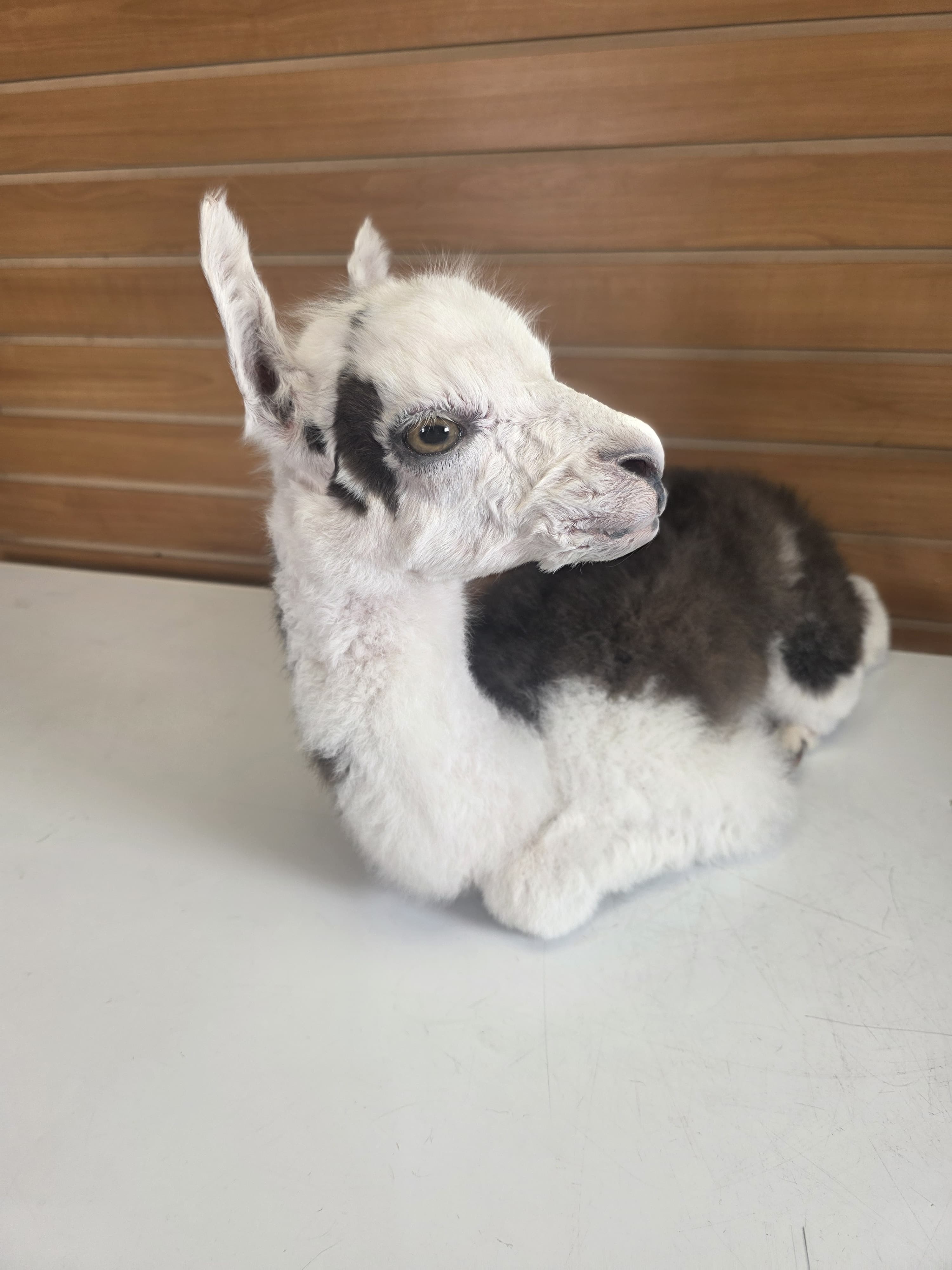 Fhden19 - Baby Alpaca Taxidermy Mount