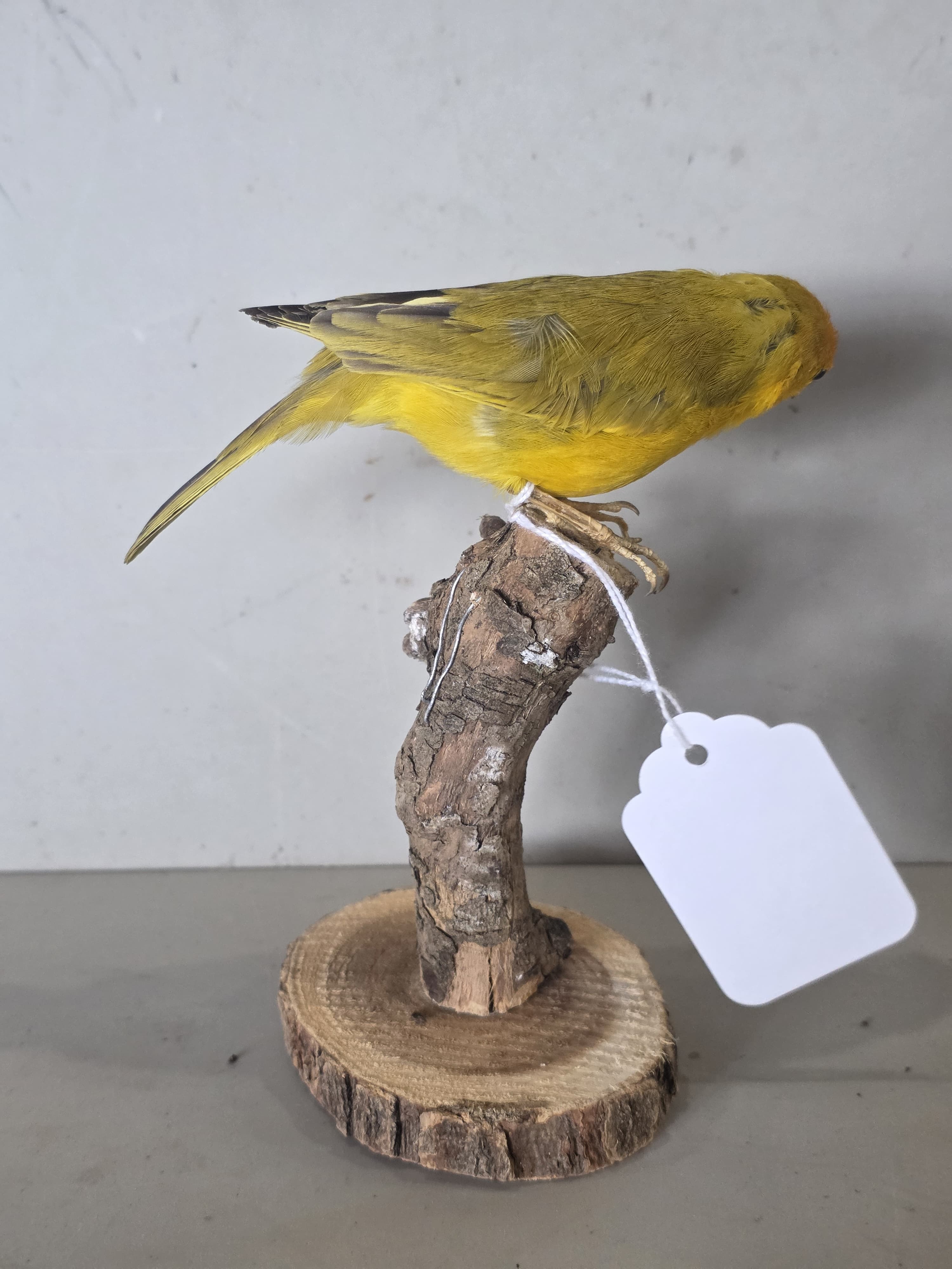 JTVIT4A - Pen Raised Saffron Finch Taxidermy