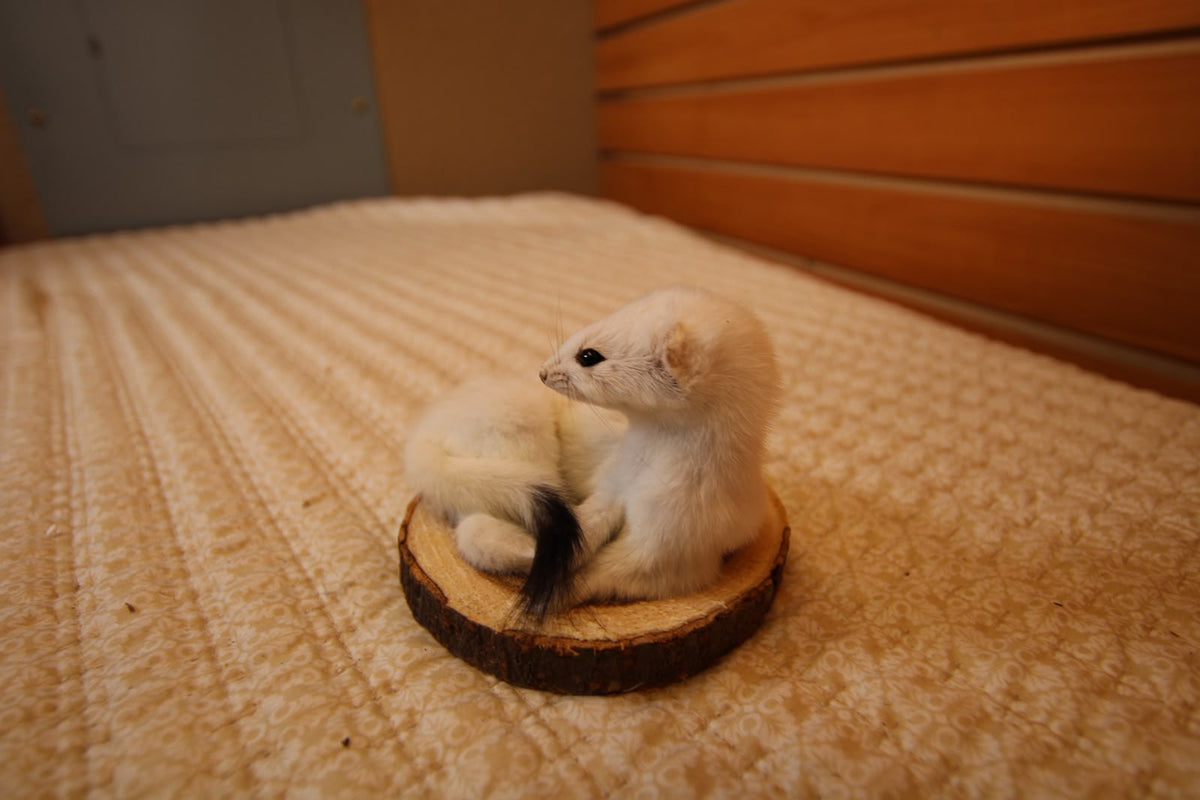 FHWEAS006 - Winter White Ermine (Short-Tailed Weasel) Taxidermy Mount