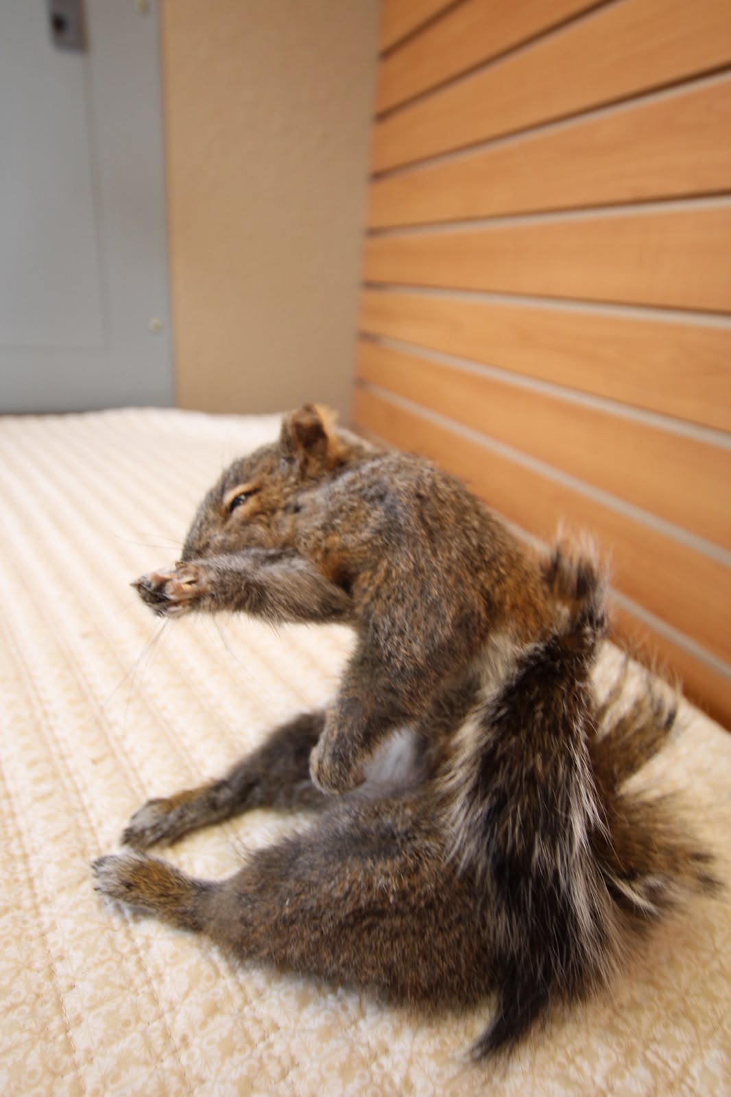 FHQU003 - drunk Small Squirrel Taxidermy Mount