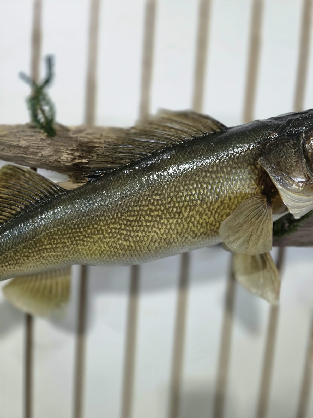Comb107 - Trophy-Size 25" Walleye Fish Taxidermy Mount
