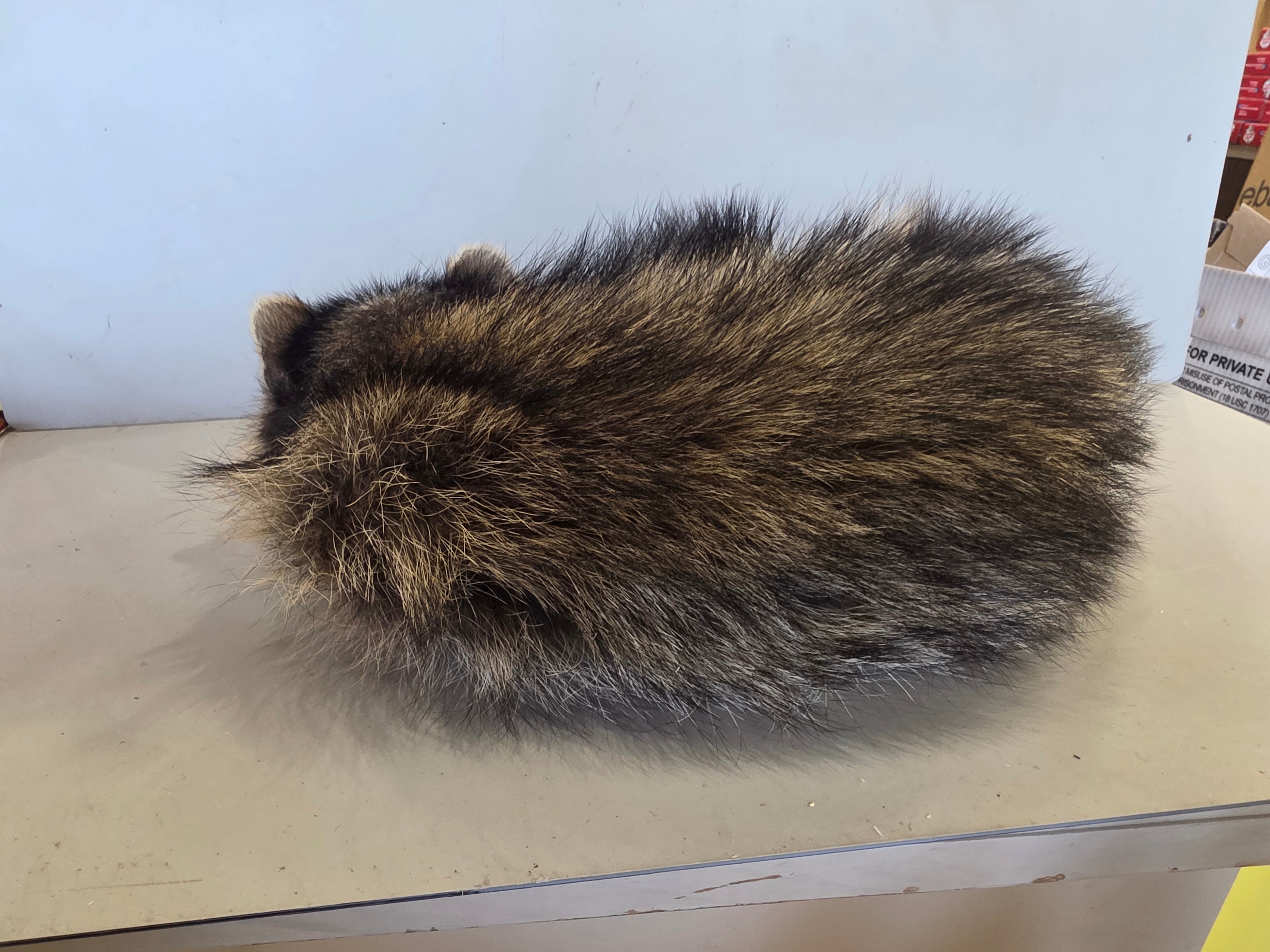 FHJUL16 - young Raccoon Taxidermy full body mount