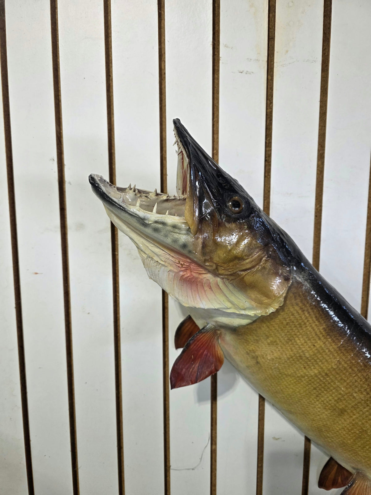 Comb113 - Trophy-Class 38" Northern Pike Taxidermy Mount