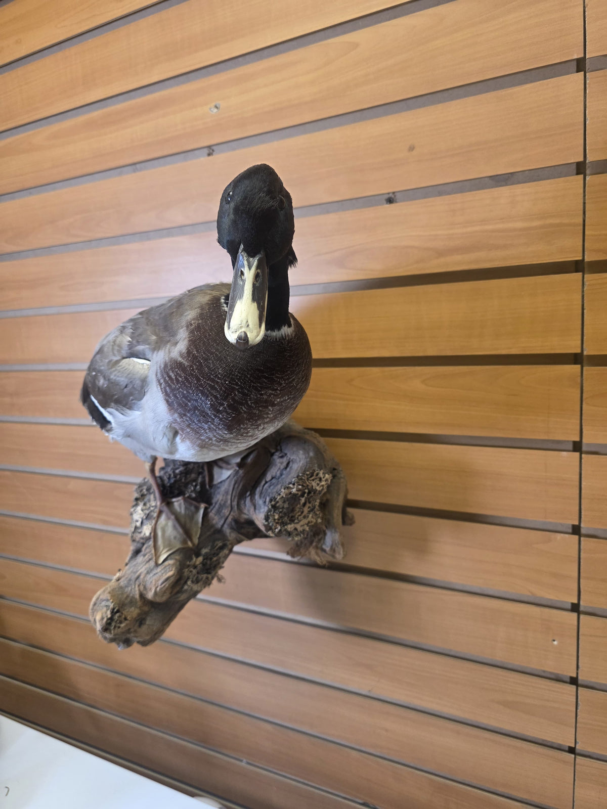 Fhsp107 - Domestic Pen-Raised Mallard Duck – Taxidermy Mount